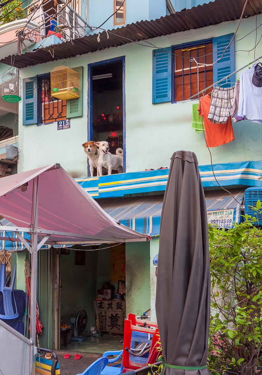 Dogs in Saigon house