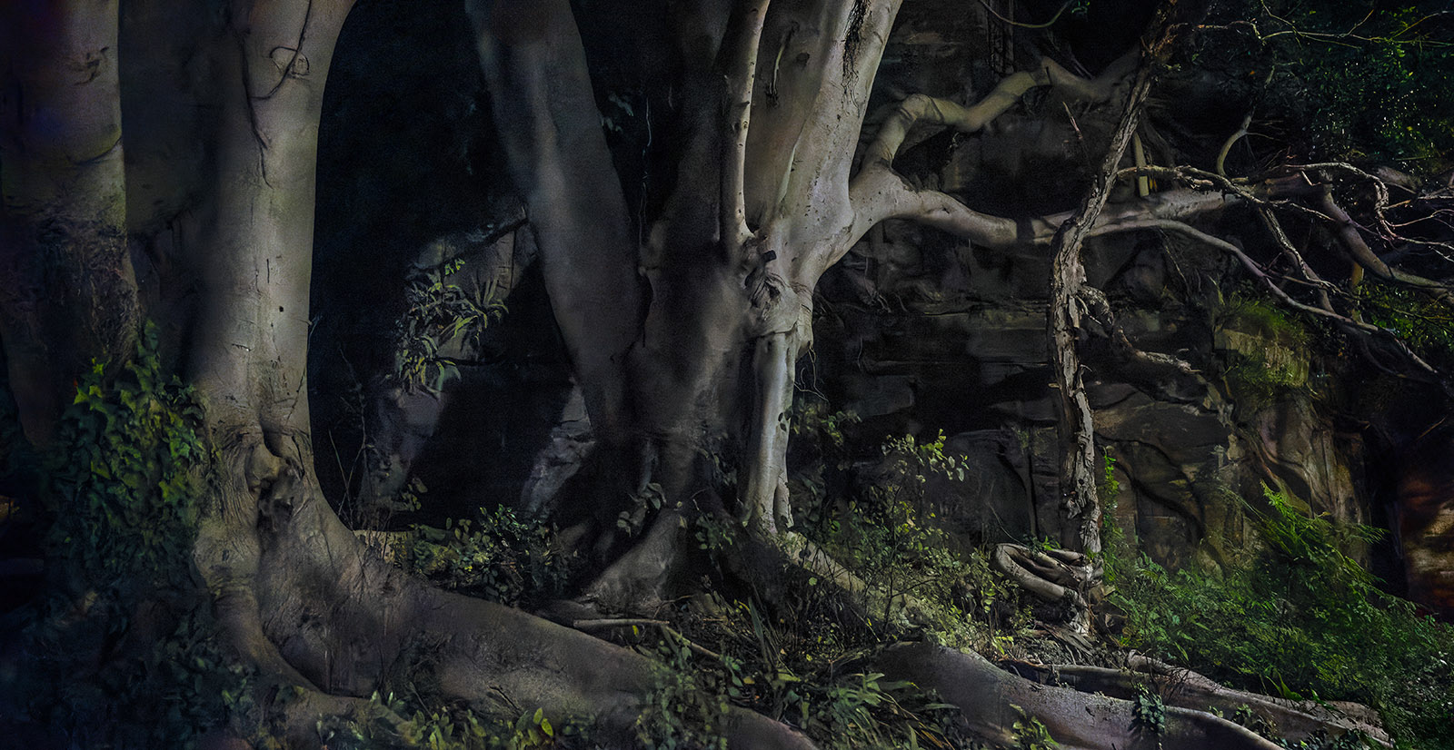 Moreton Bay figs at night