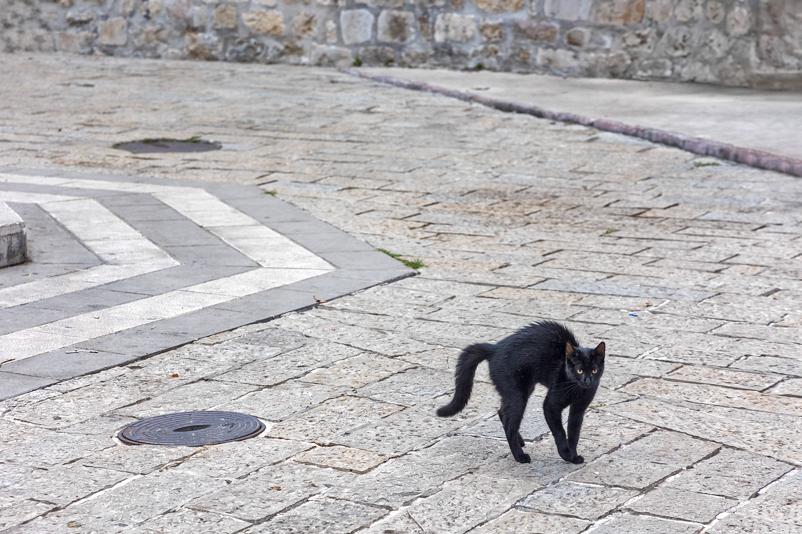 Kotor