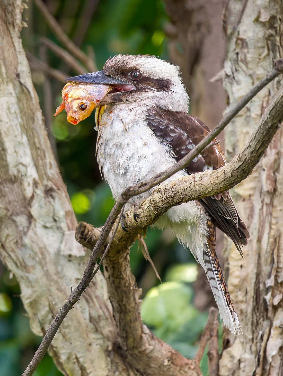 Kookaburra with stolen goldfish
