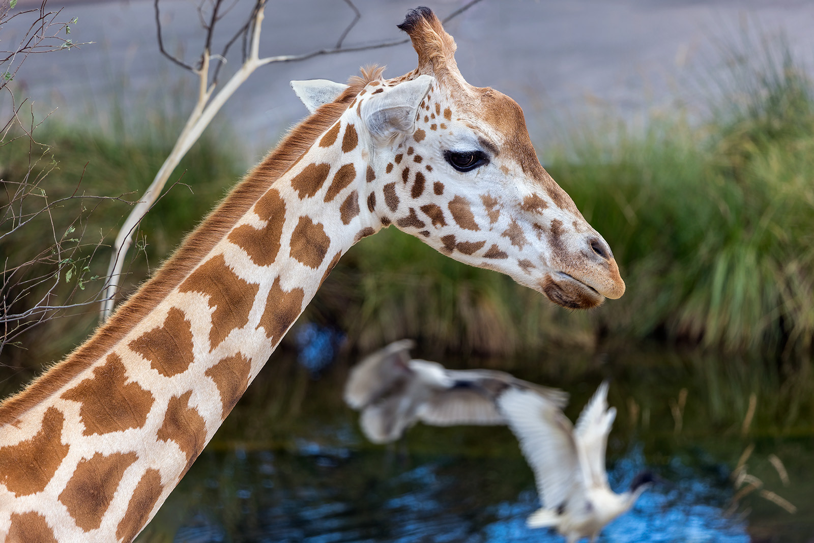 Giraffe at Taronga Zoo, Sydney