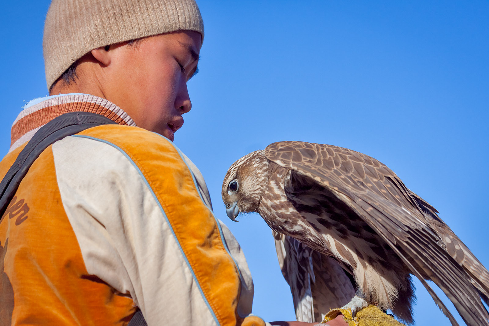Boy with his falcon
