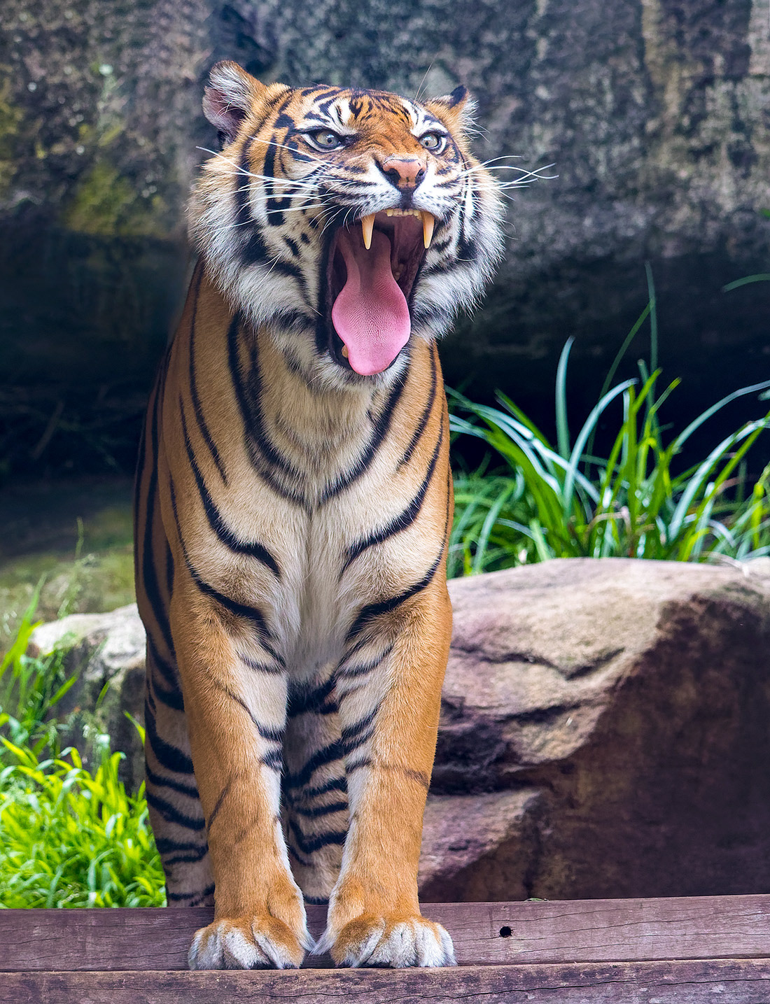 Tiger at Taronga Zoo