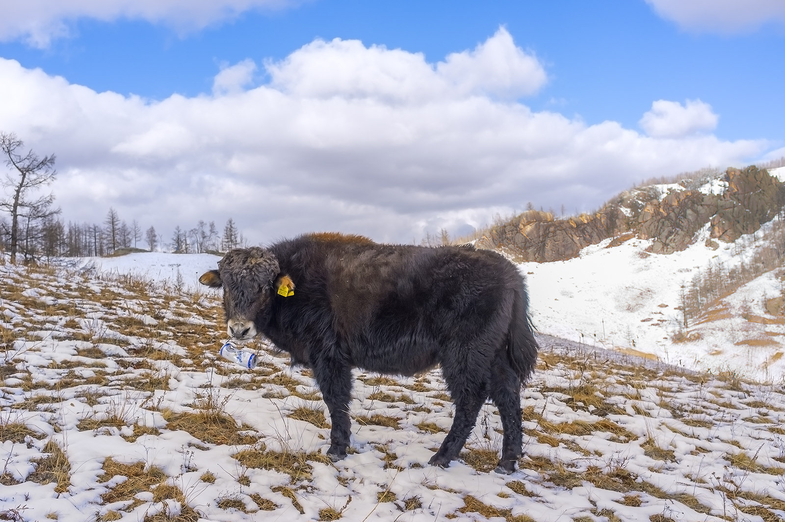Yak in Terelj National Park