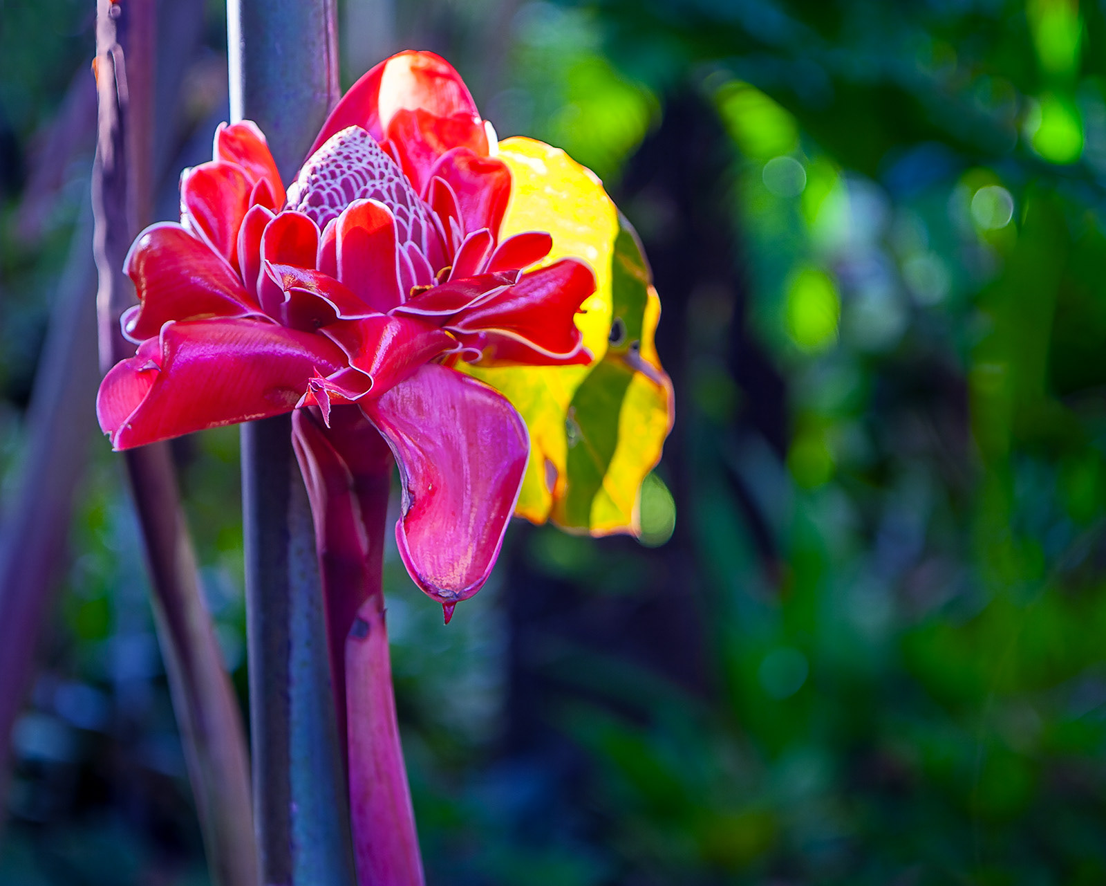 Torch ginger in tropical bush, Cairns