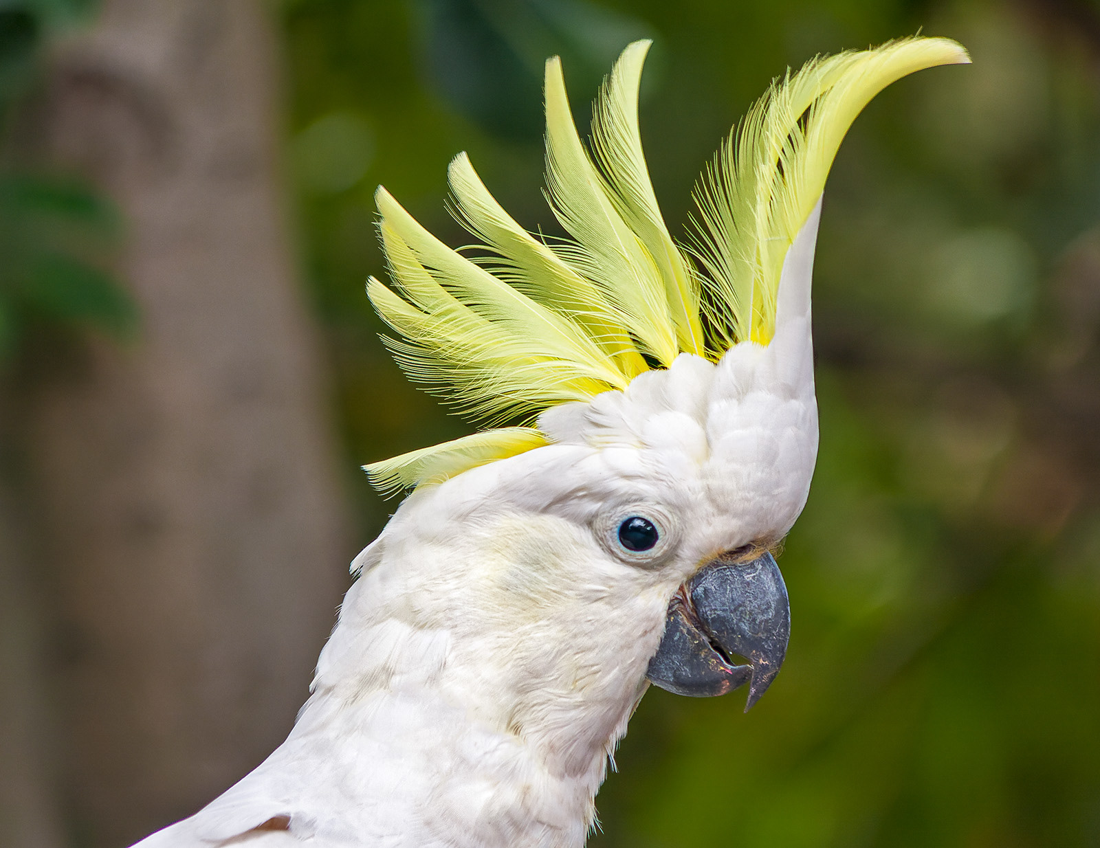 Sulphur Crested Cockatoo