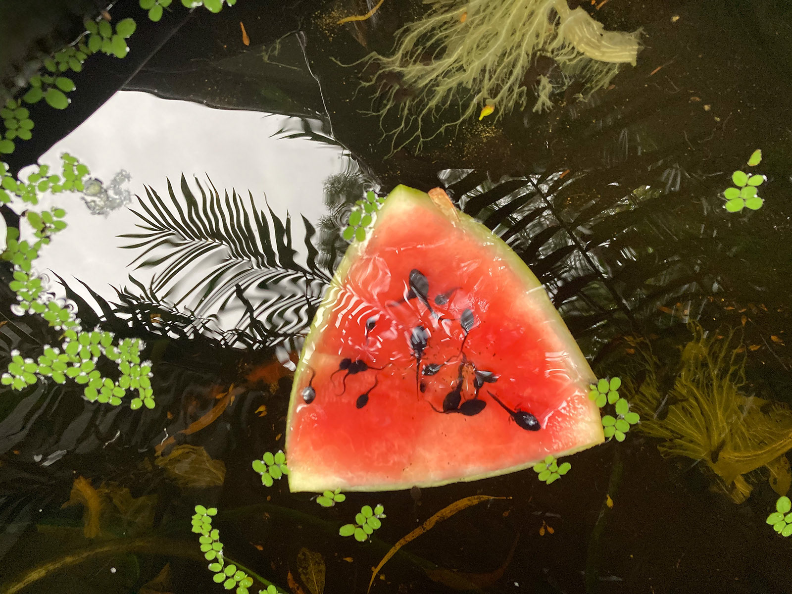 Tadpoles on watermelon