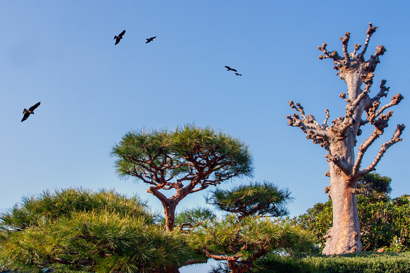 Enoshima