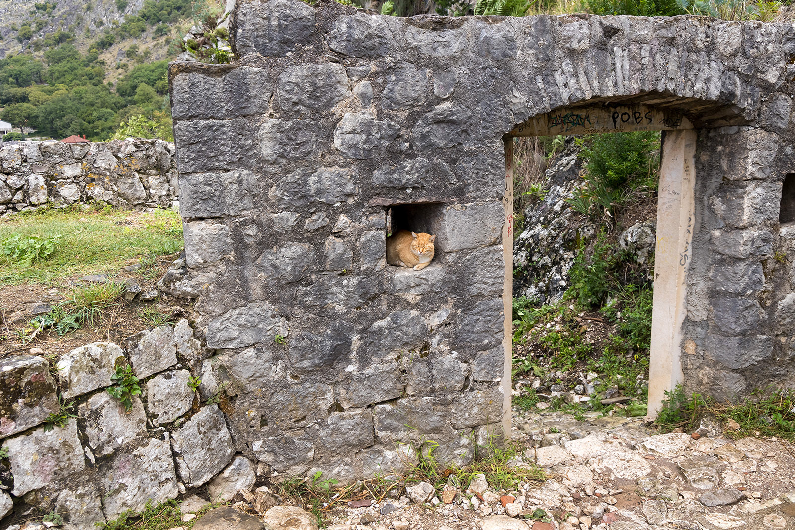 Kotor