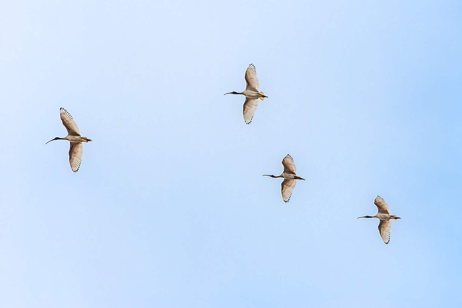 Ibis