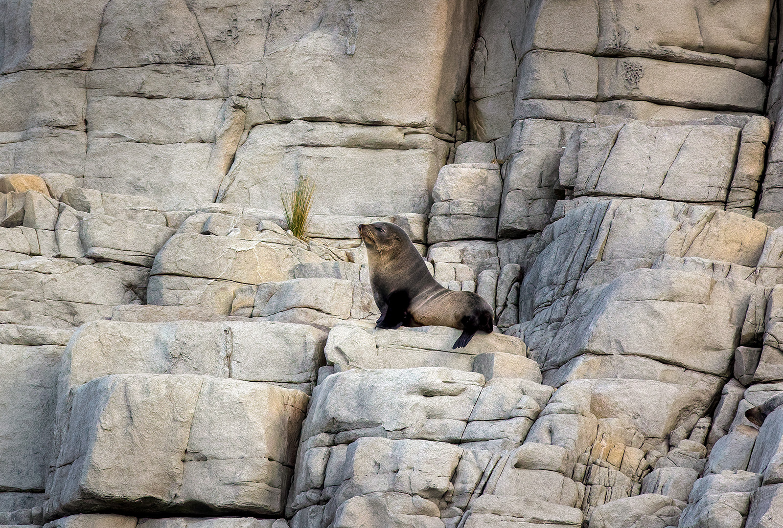 New Zealand fur seals on Bruny Island