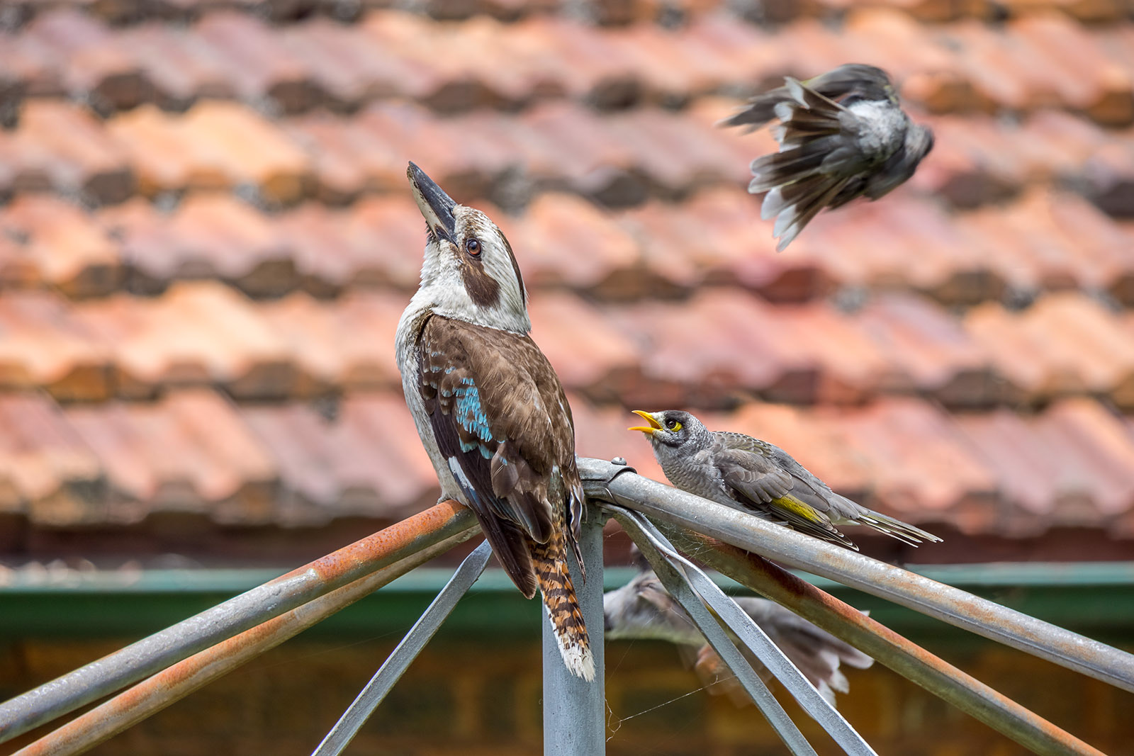 Noisy miners dive bombing kookaburra