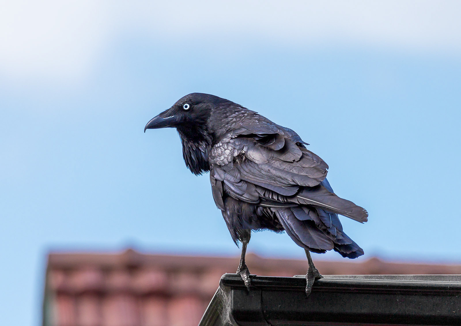 Raven