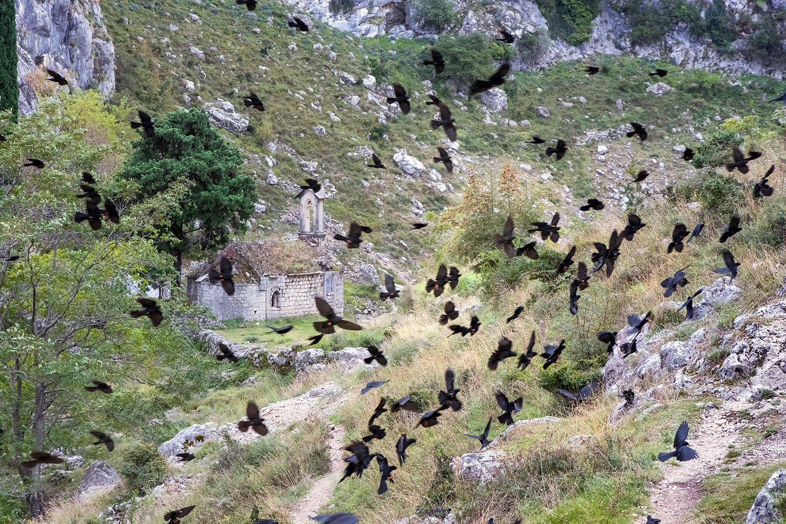 Kotor