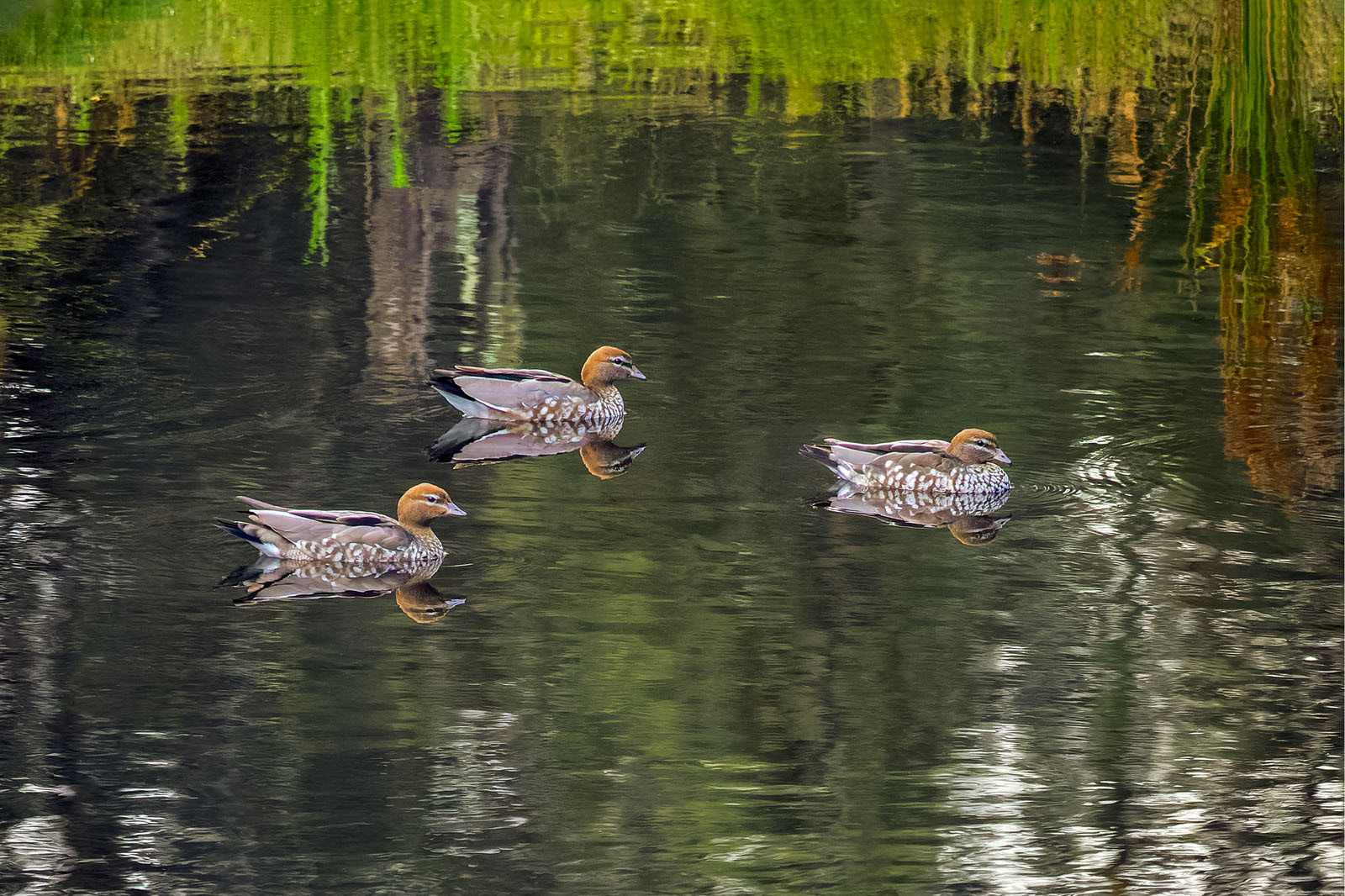 Wood ducks
