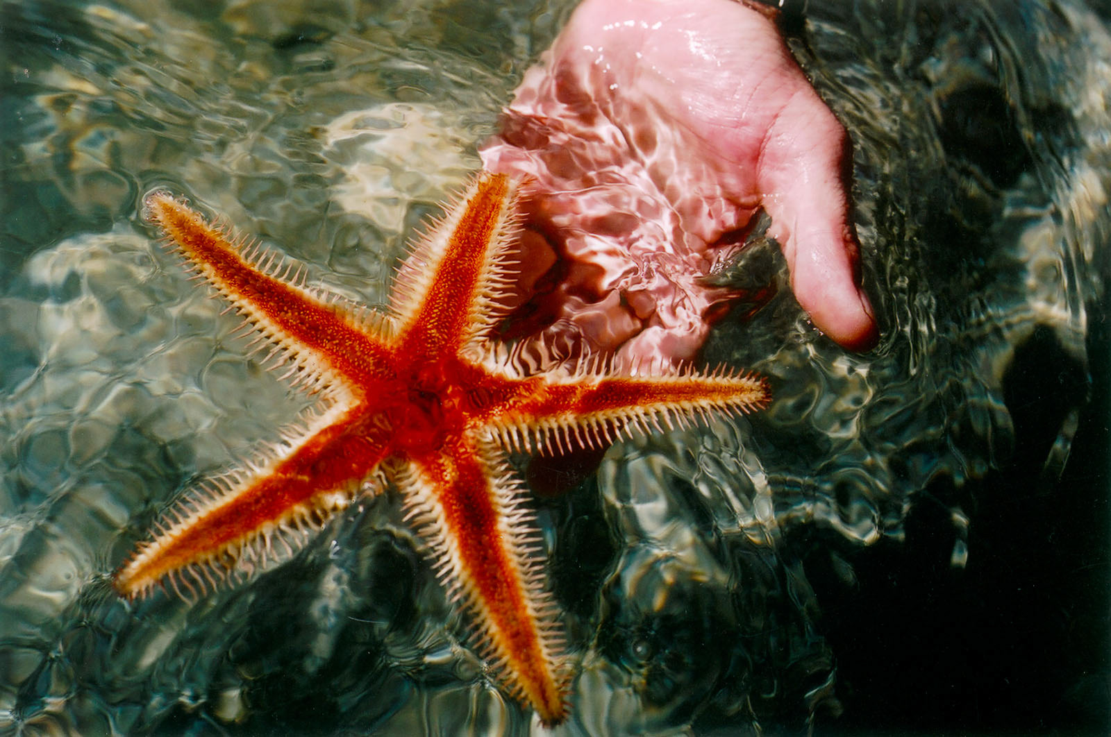 Starfish at Whale Bay, Matapouri