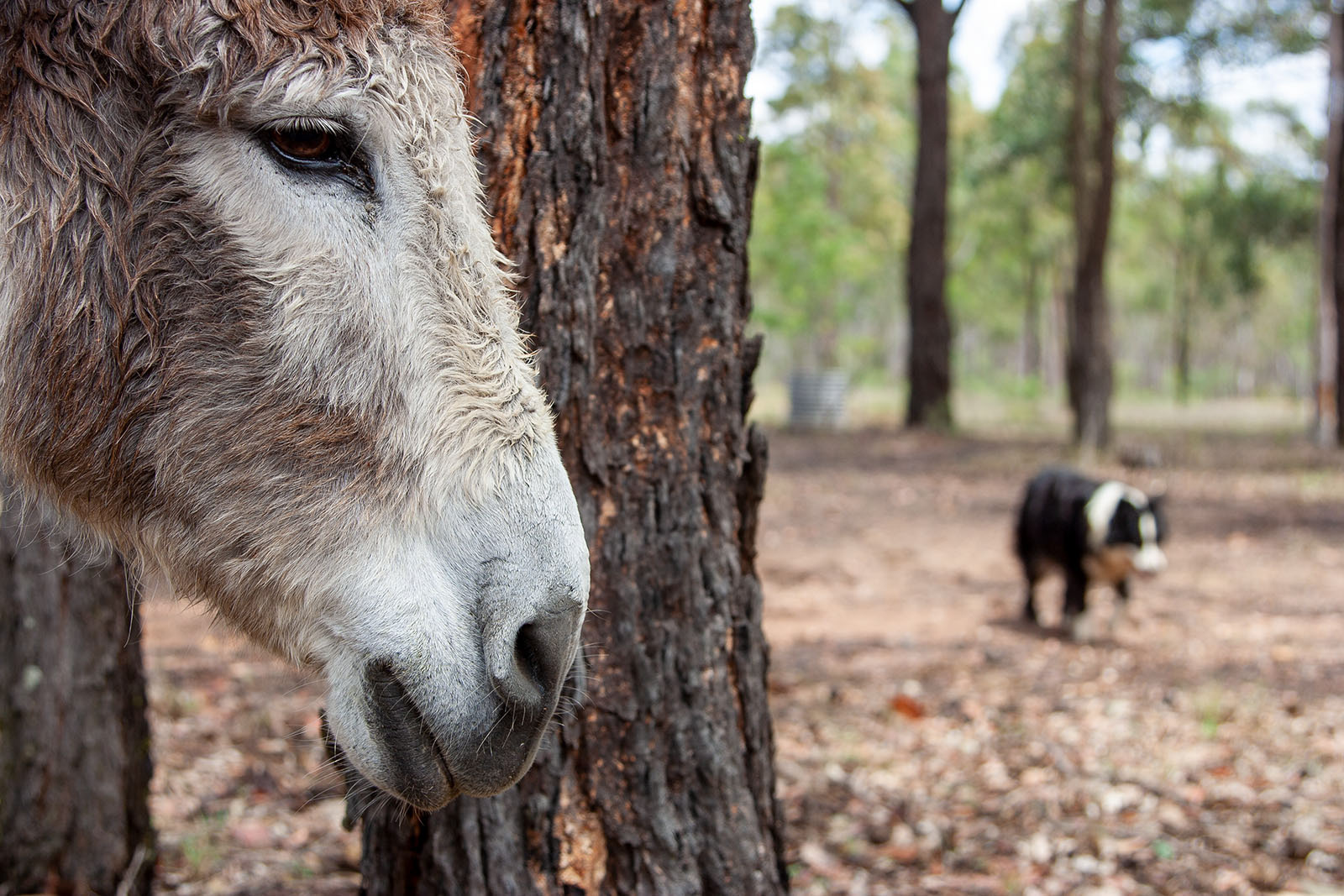 Hunter Valley during drought