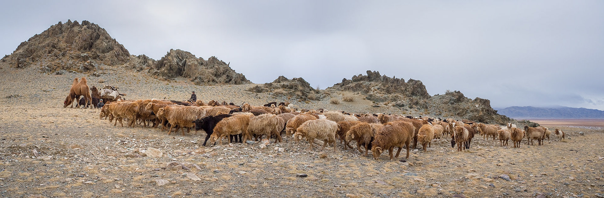 Nomadic family in Western Mongolia moving for winter, Sagsai in distance