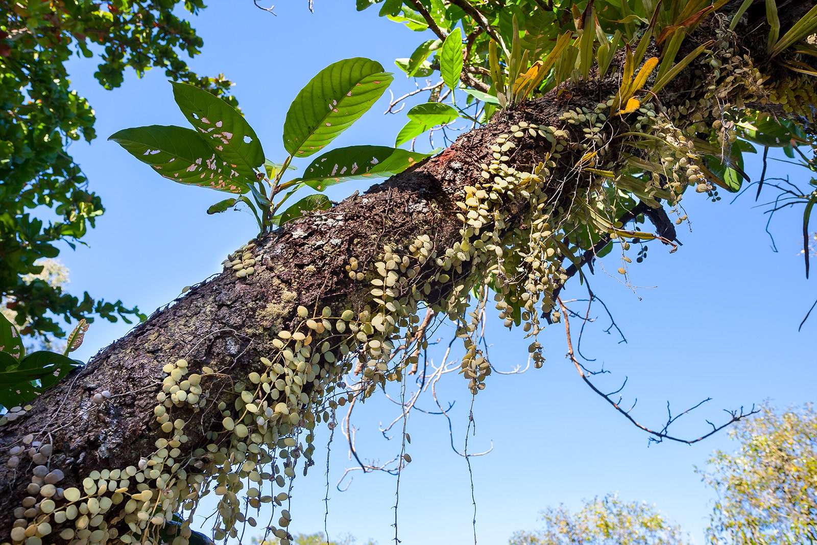 Epiphytes on tree