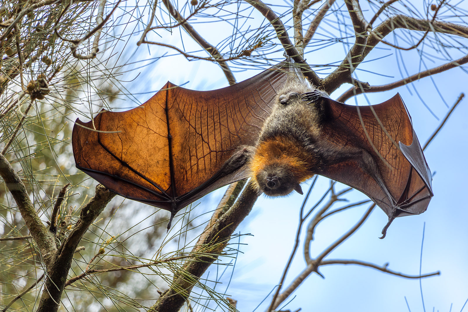 Flying fox