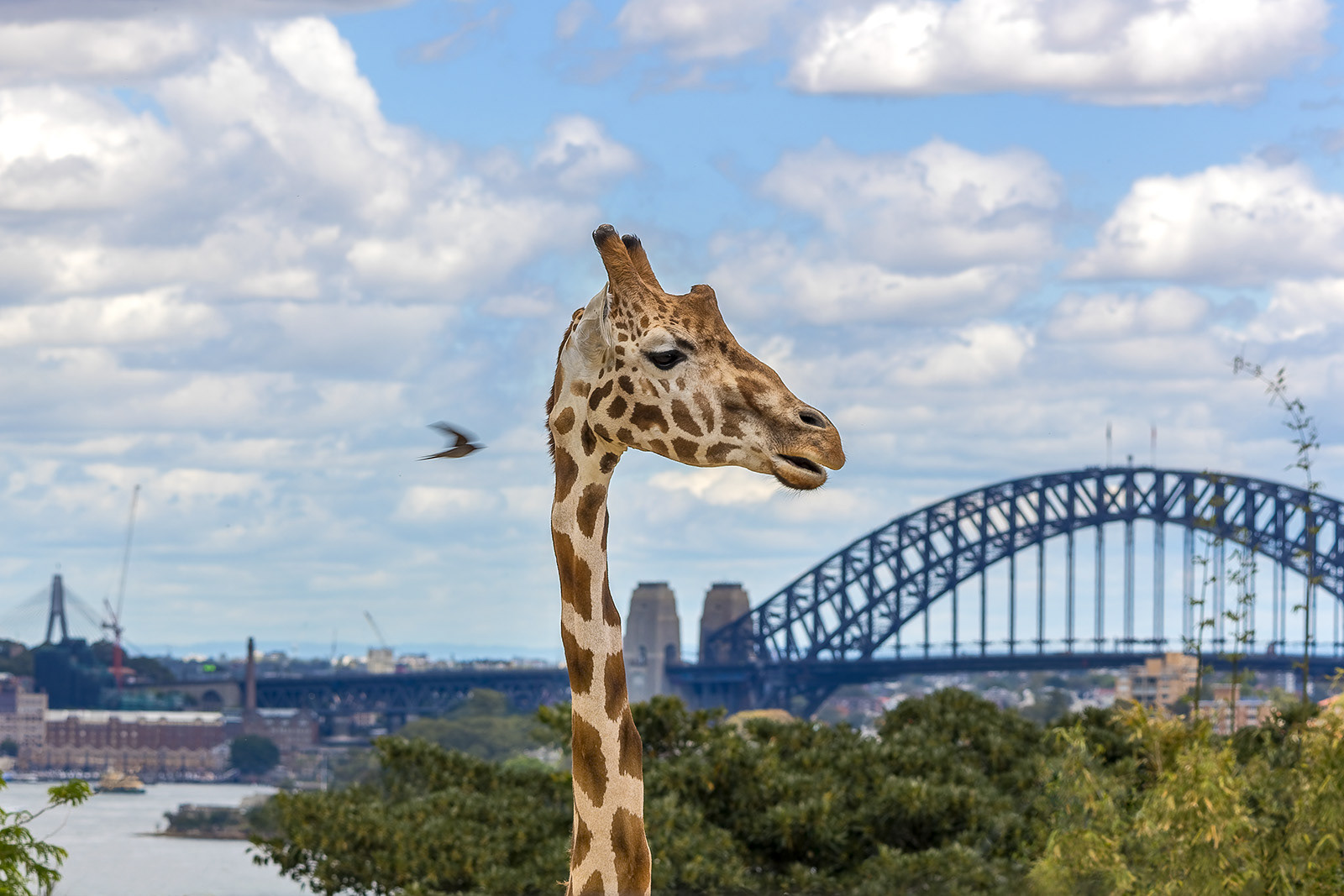 Giraffe at Taronga Zoo, Sydney
