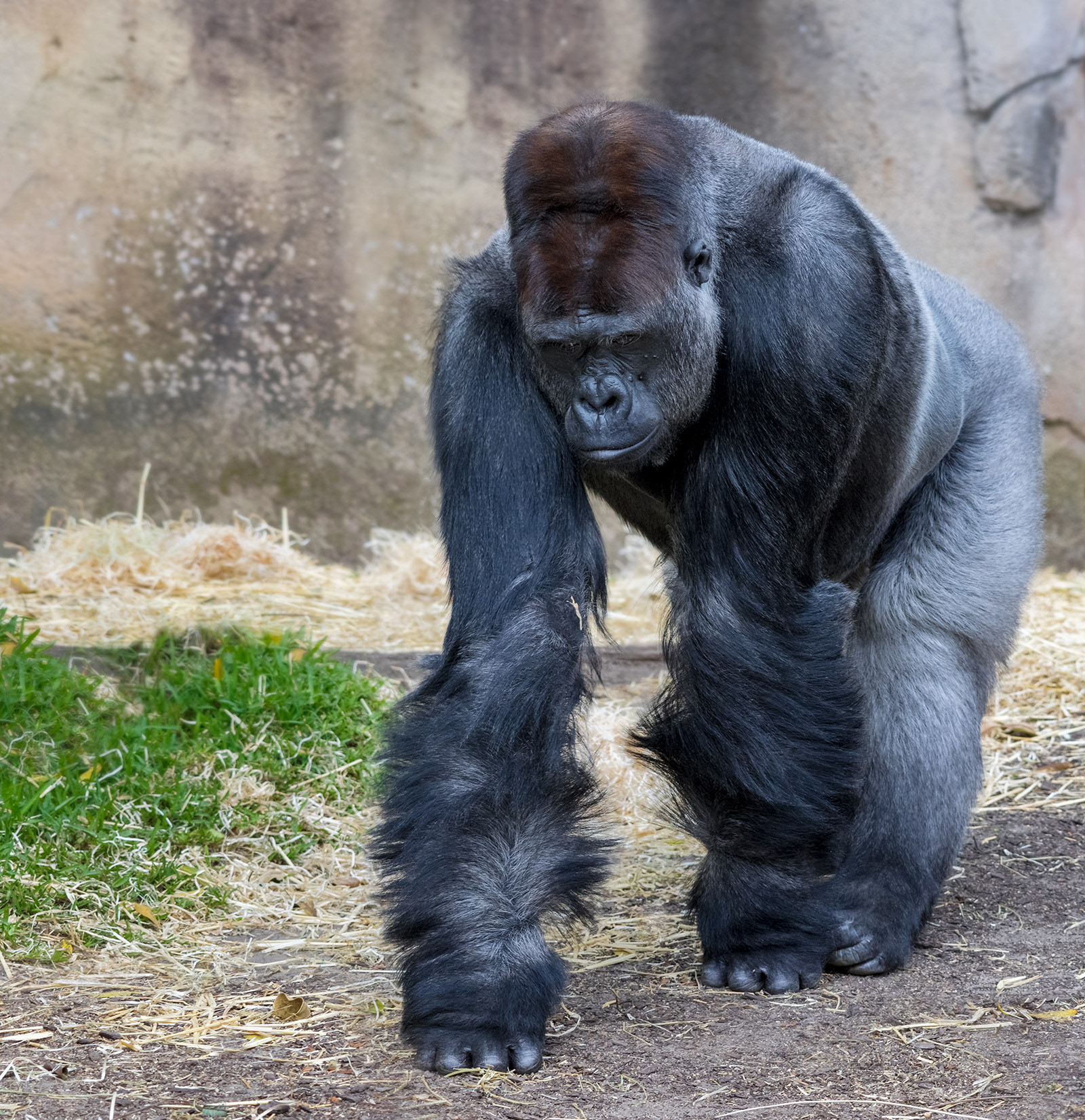 Silverback gorilla at Taronga Zoo