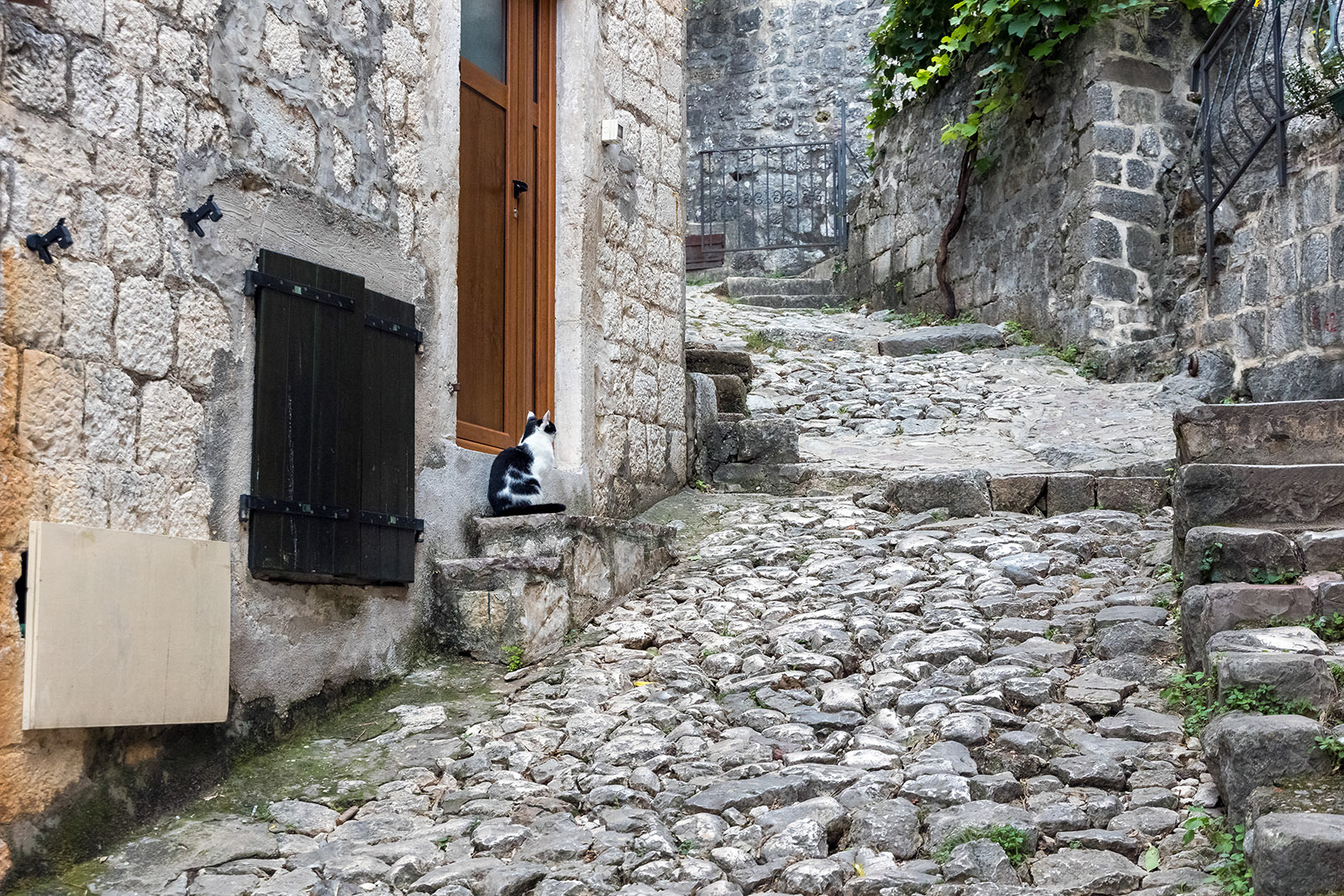 Kotor