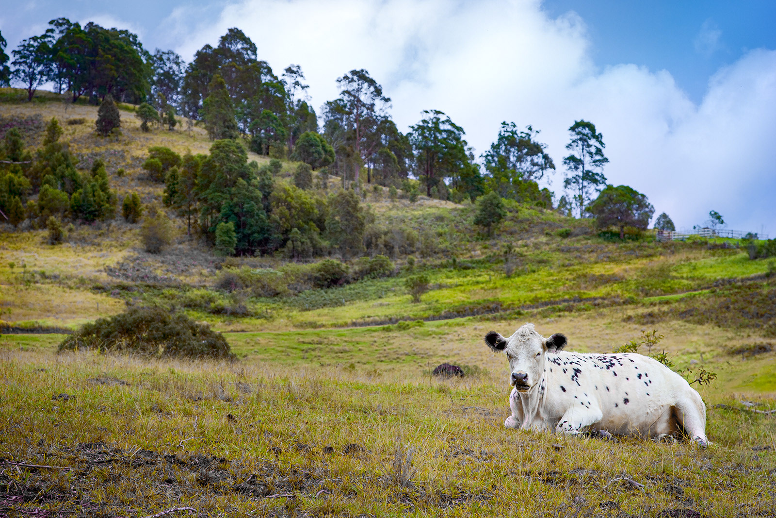 Farm at Bunyah