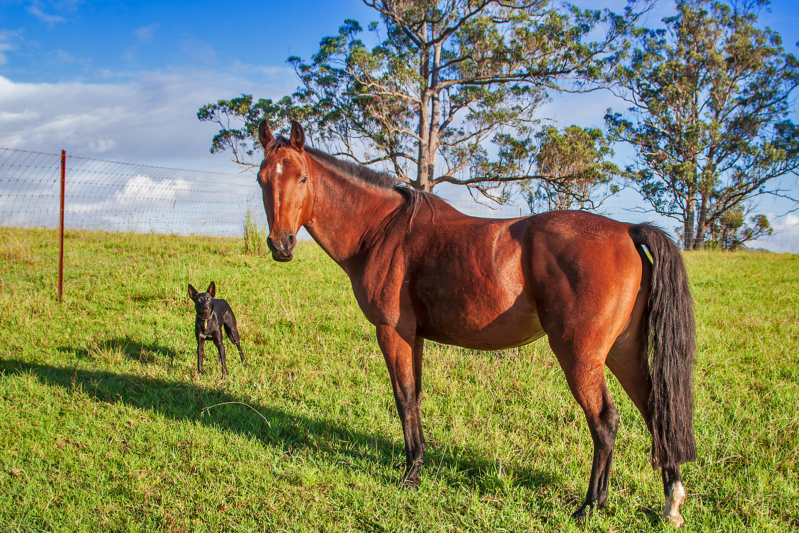 Farm at Bunyah