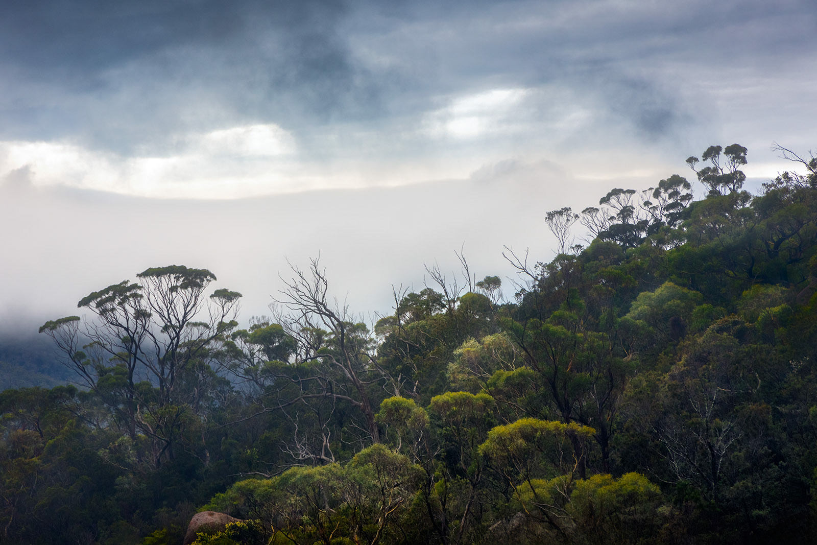 Freycinet