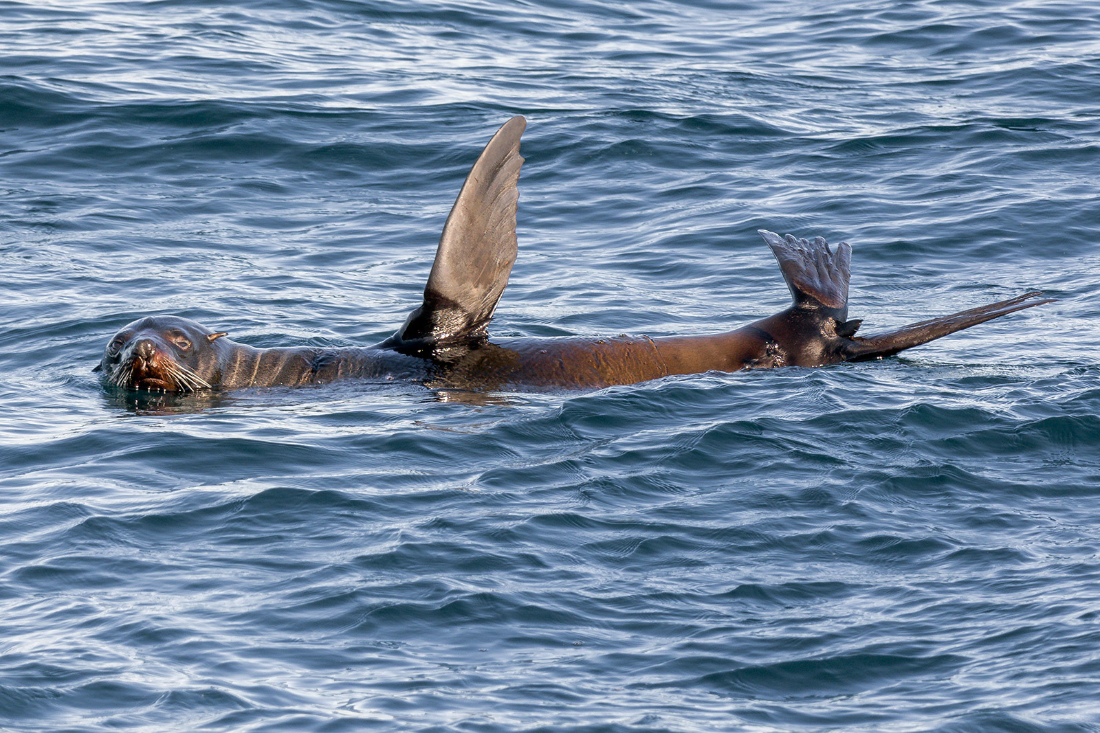Seals at Jervis Bay