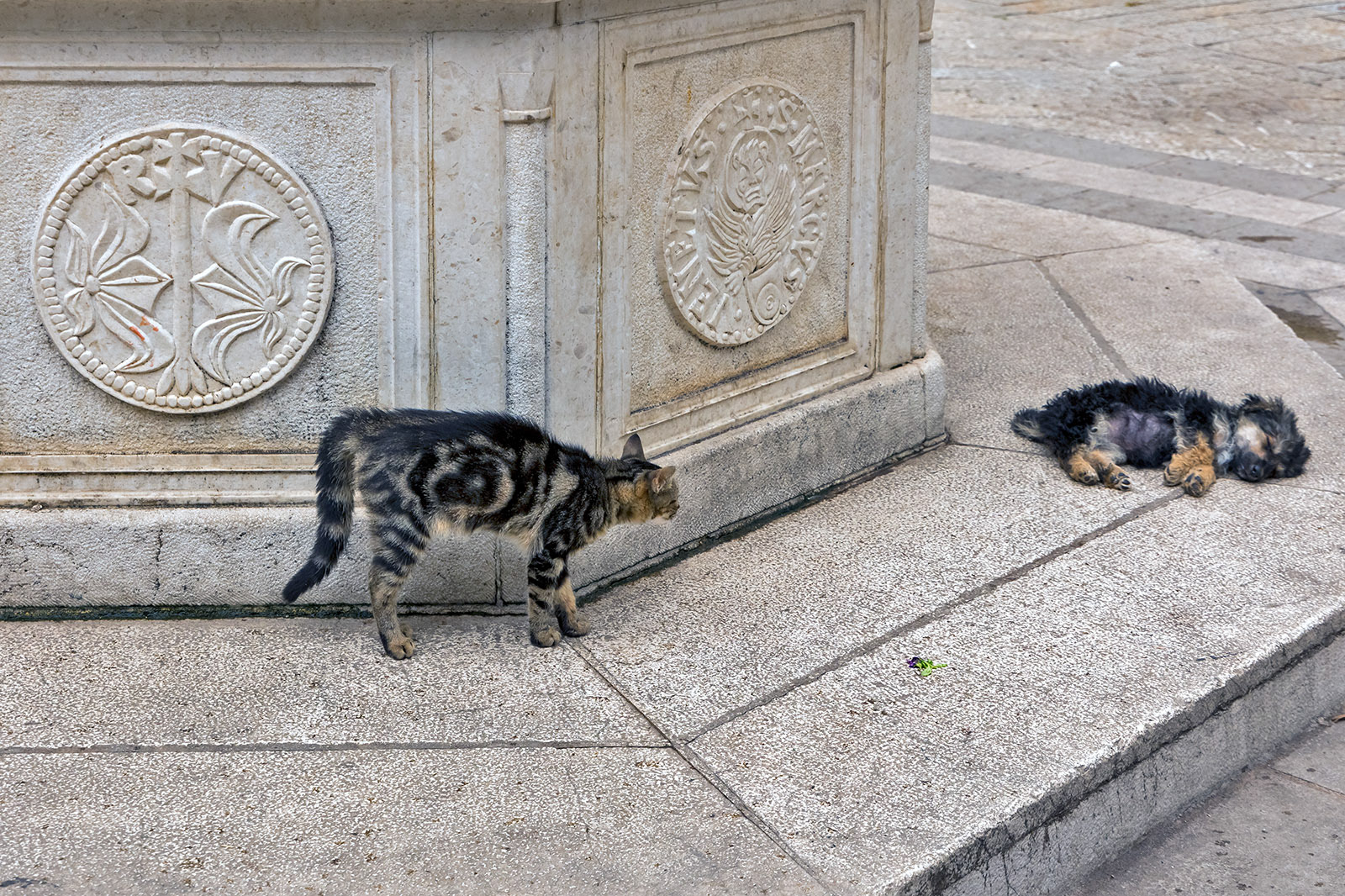 Kotor