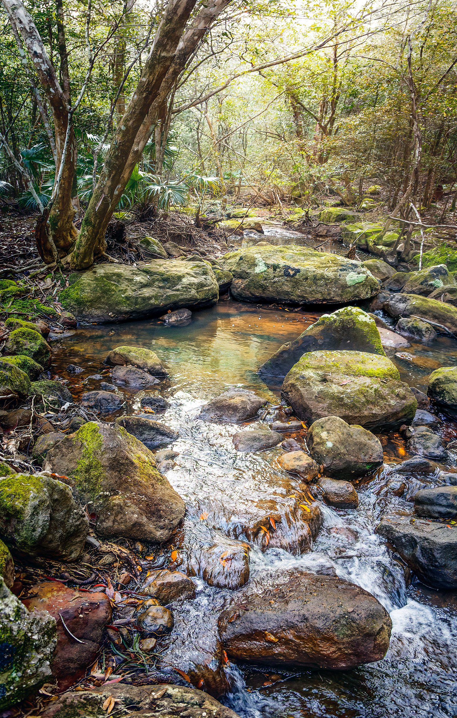 Creek at Tapitallee