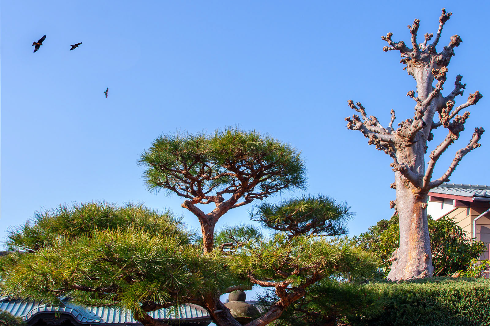 Enoshima
