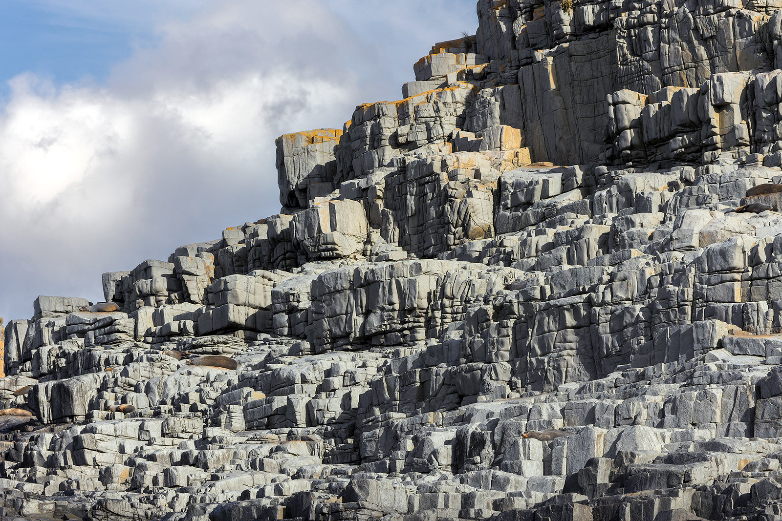 New Zealand fur seals on Bruny Island