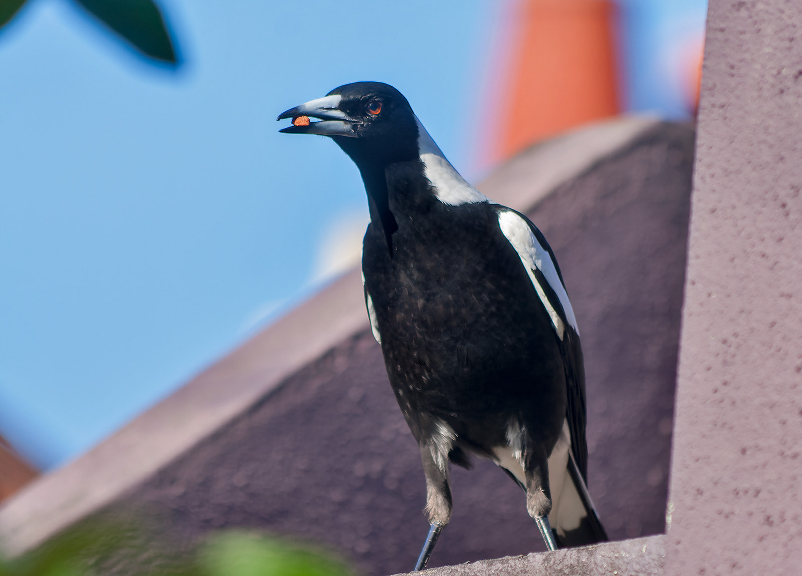 Magpie eating cat biscuits