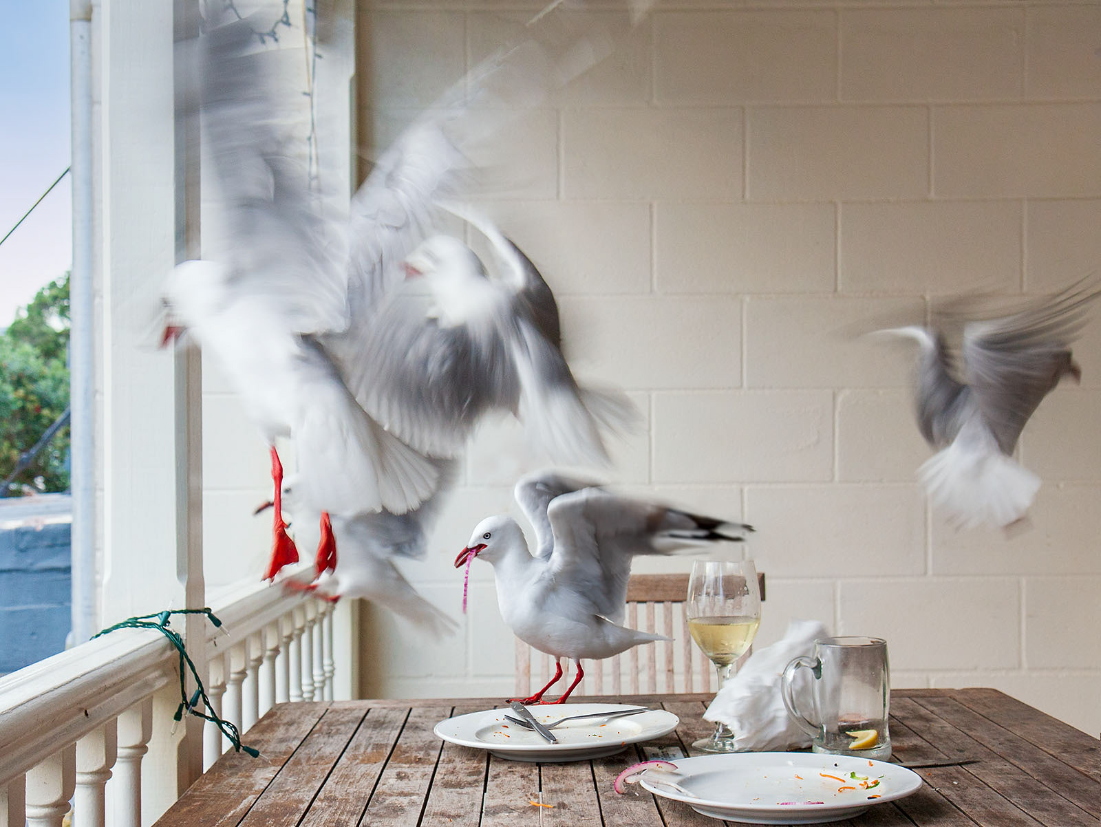 Seagulls at the Duke Hotel, Russell