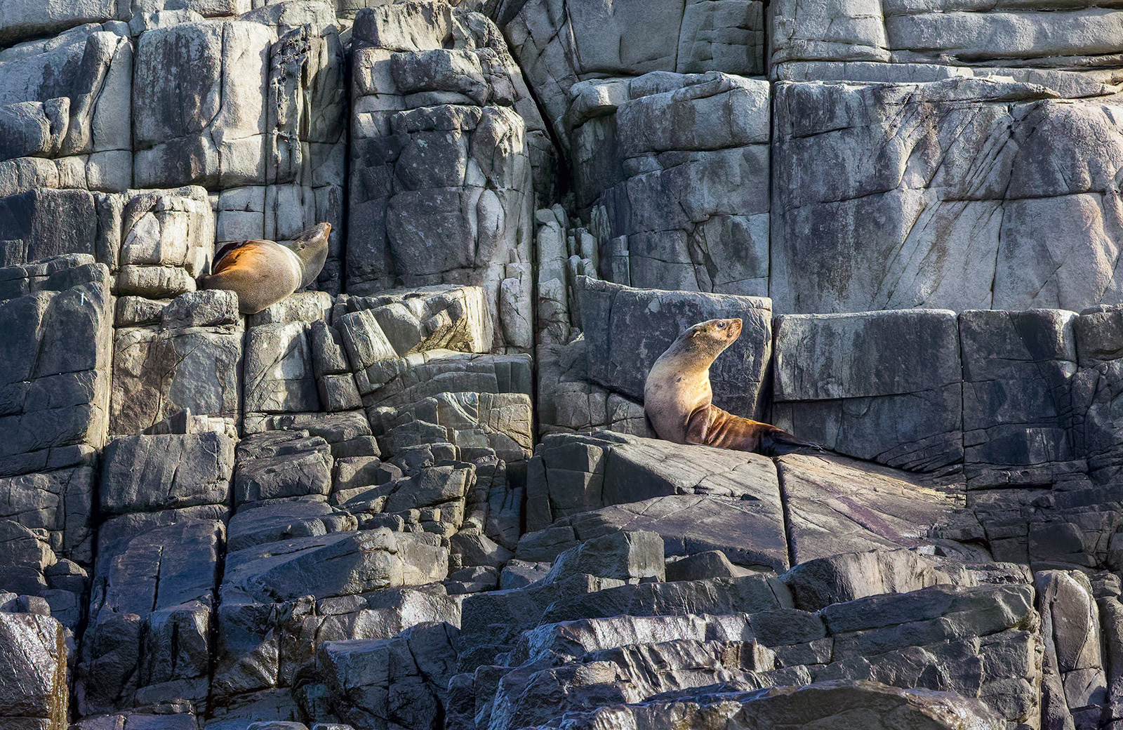 New Zealand fur seals