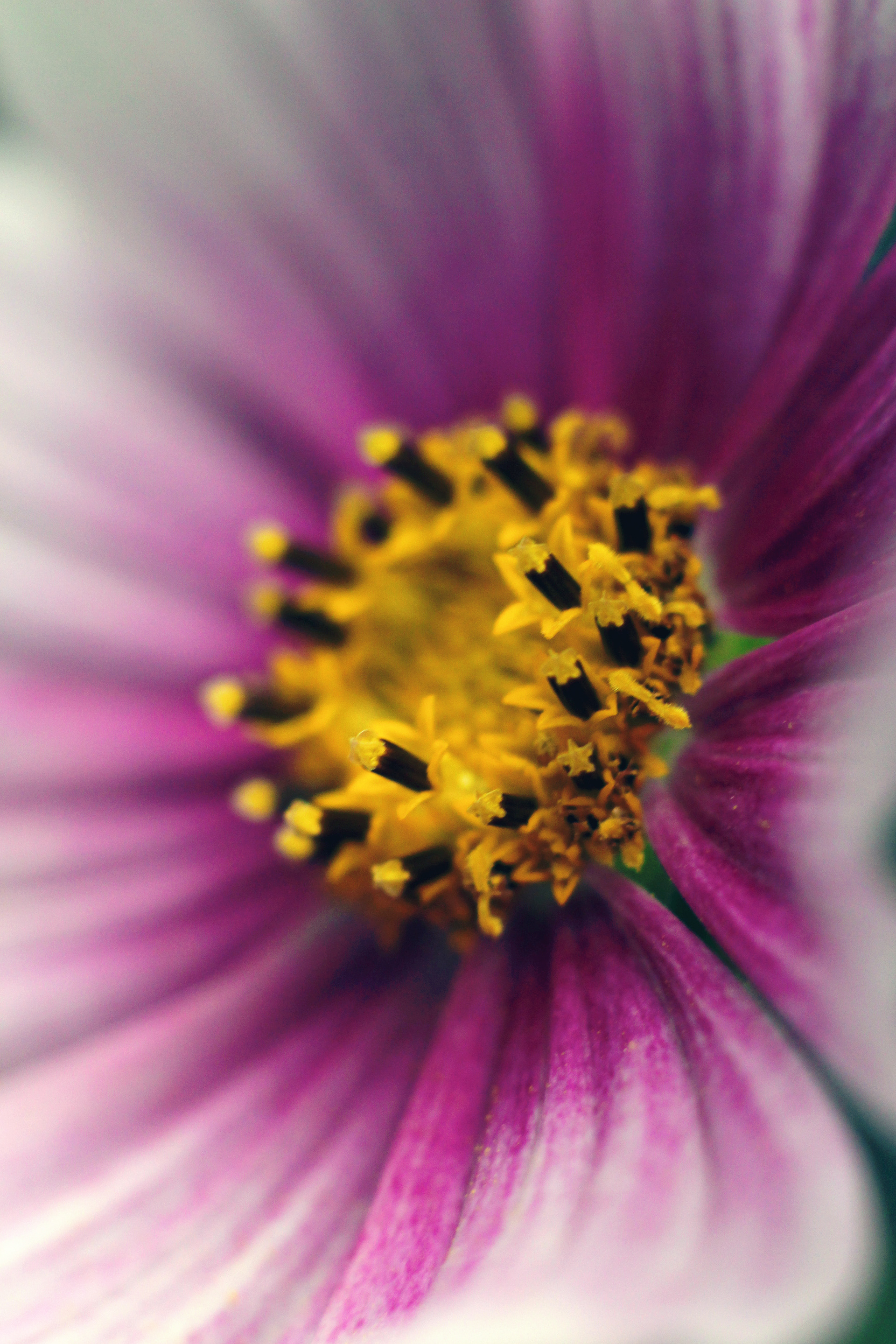 Cosmos Love