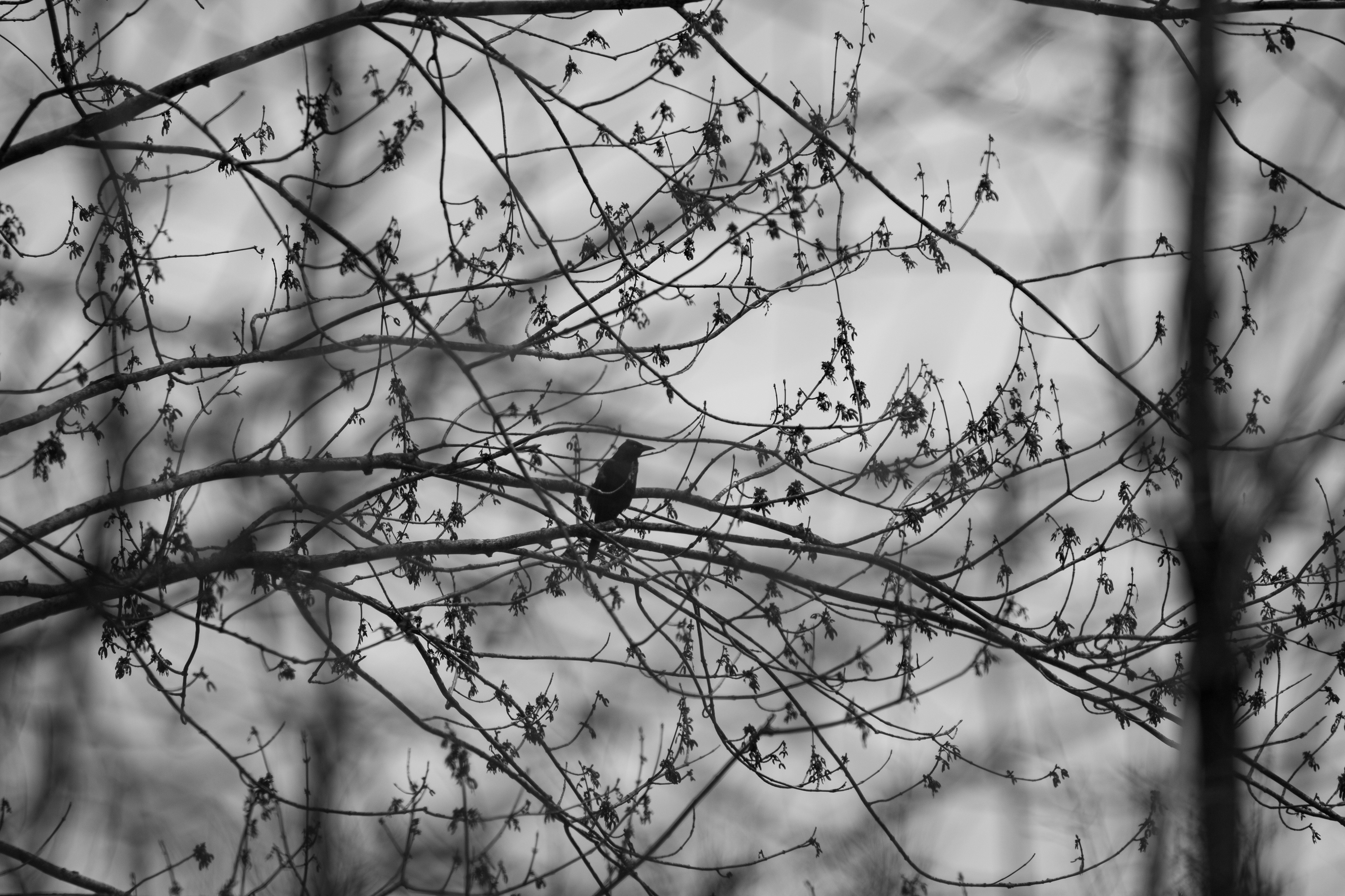 Through the Branches