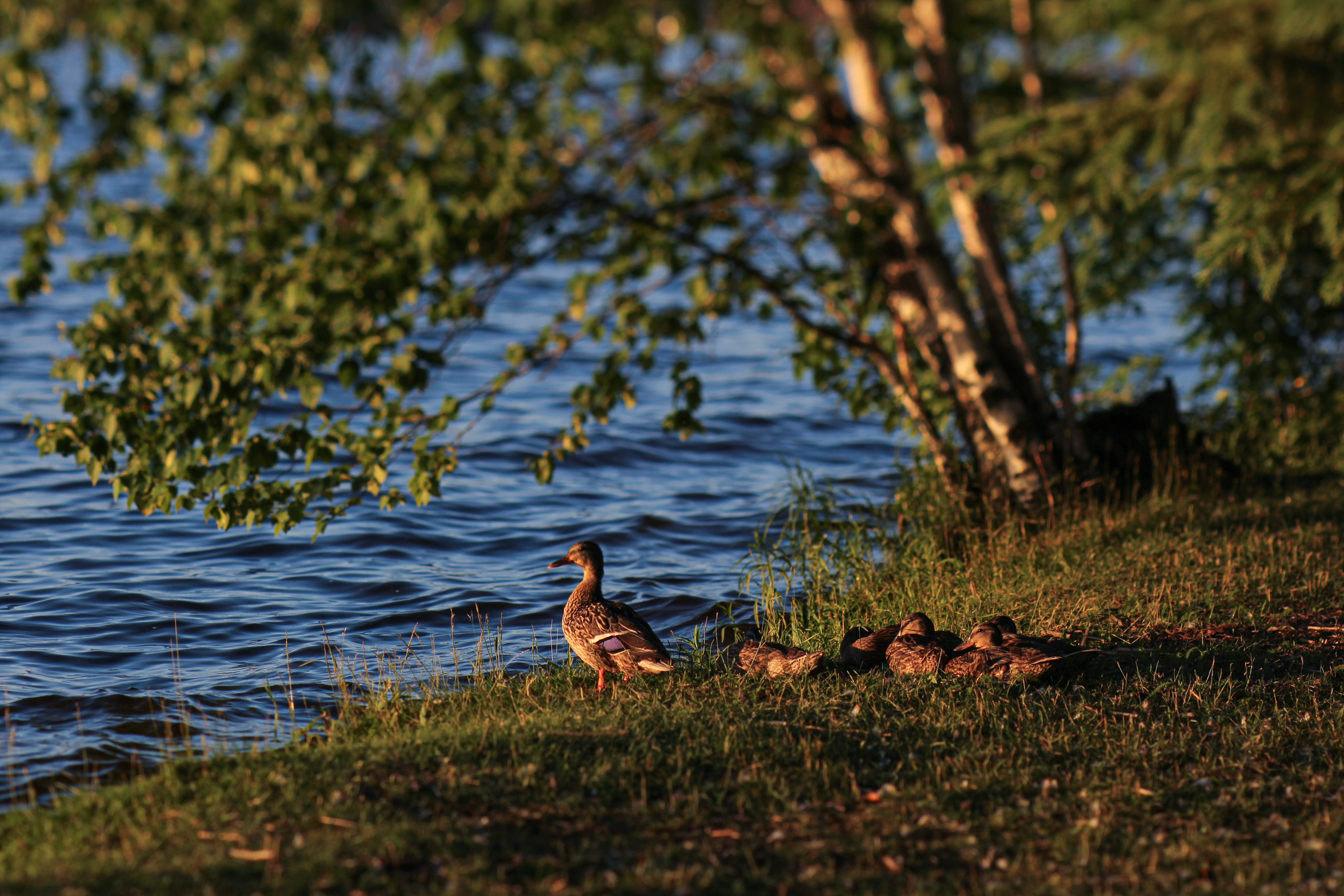 Golden Hour Mallards