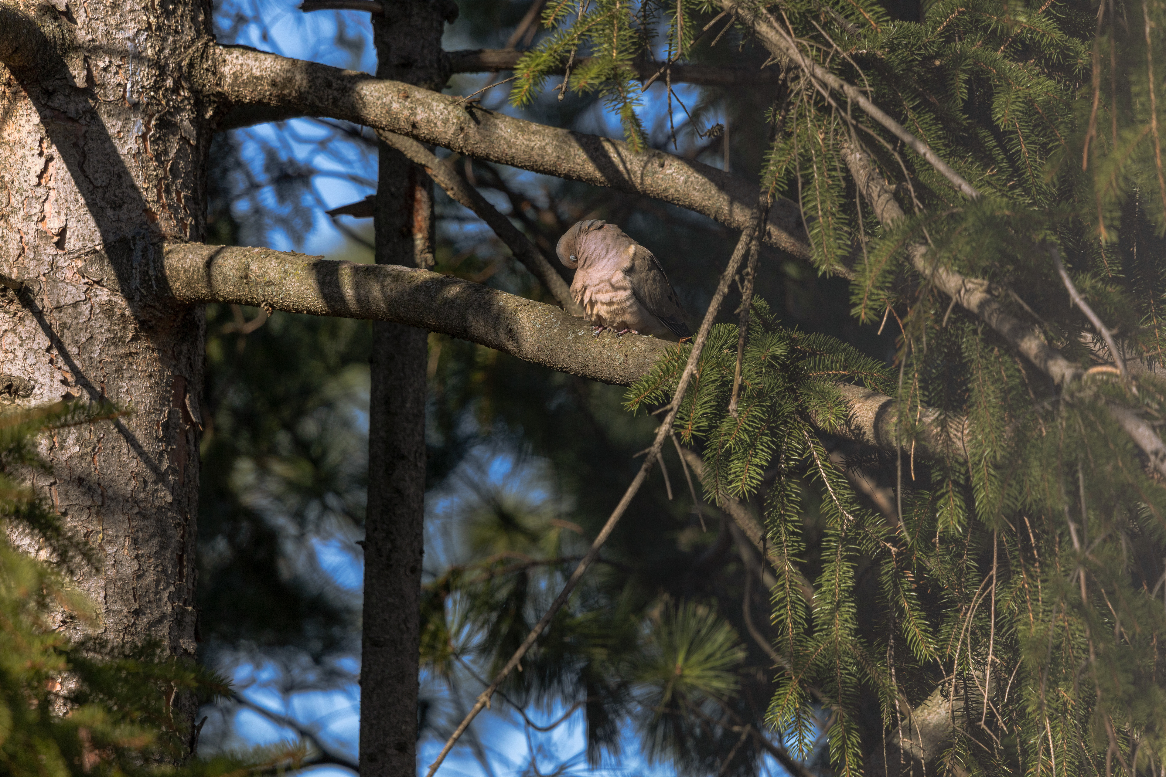 The Gentle Dove
