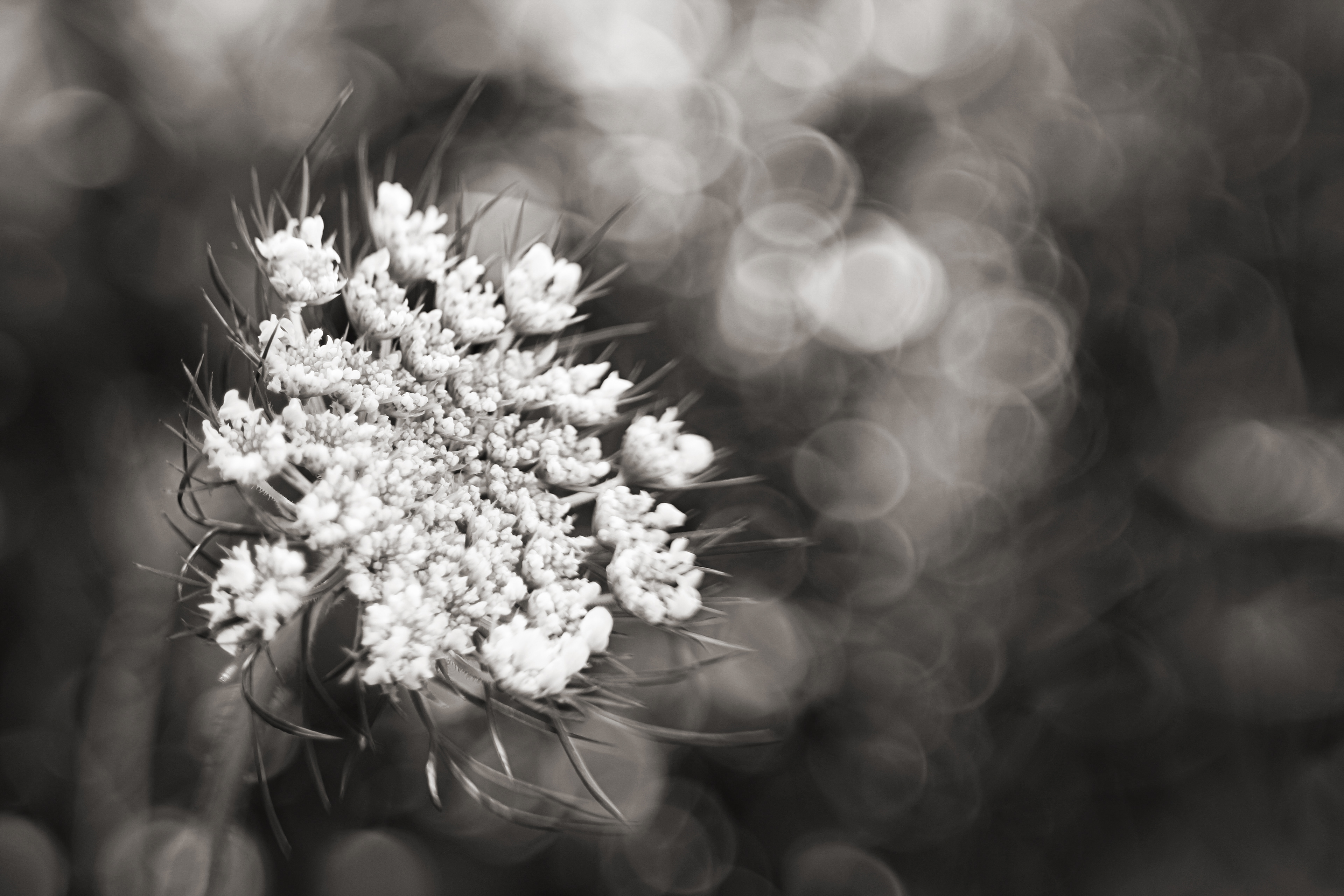 Queen Anne's Lace