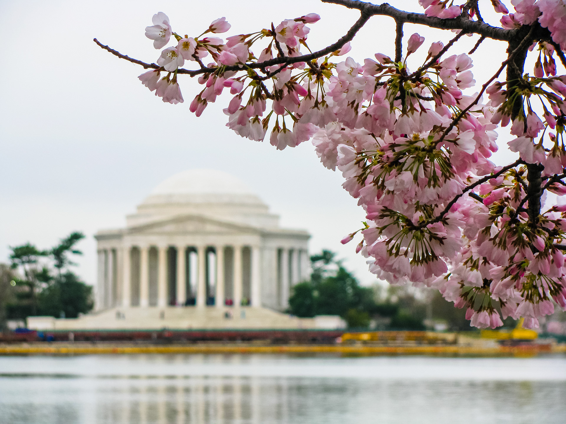 Jefferson Memorial Cherry Blossoms