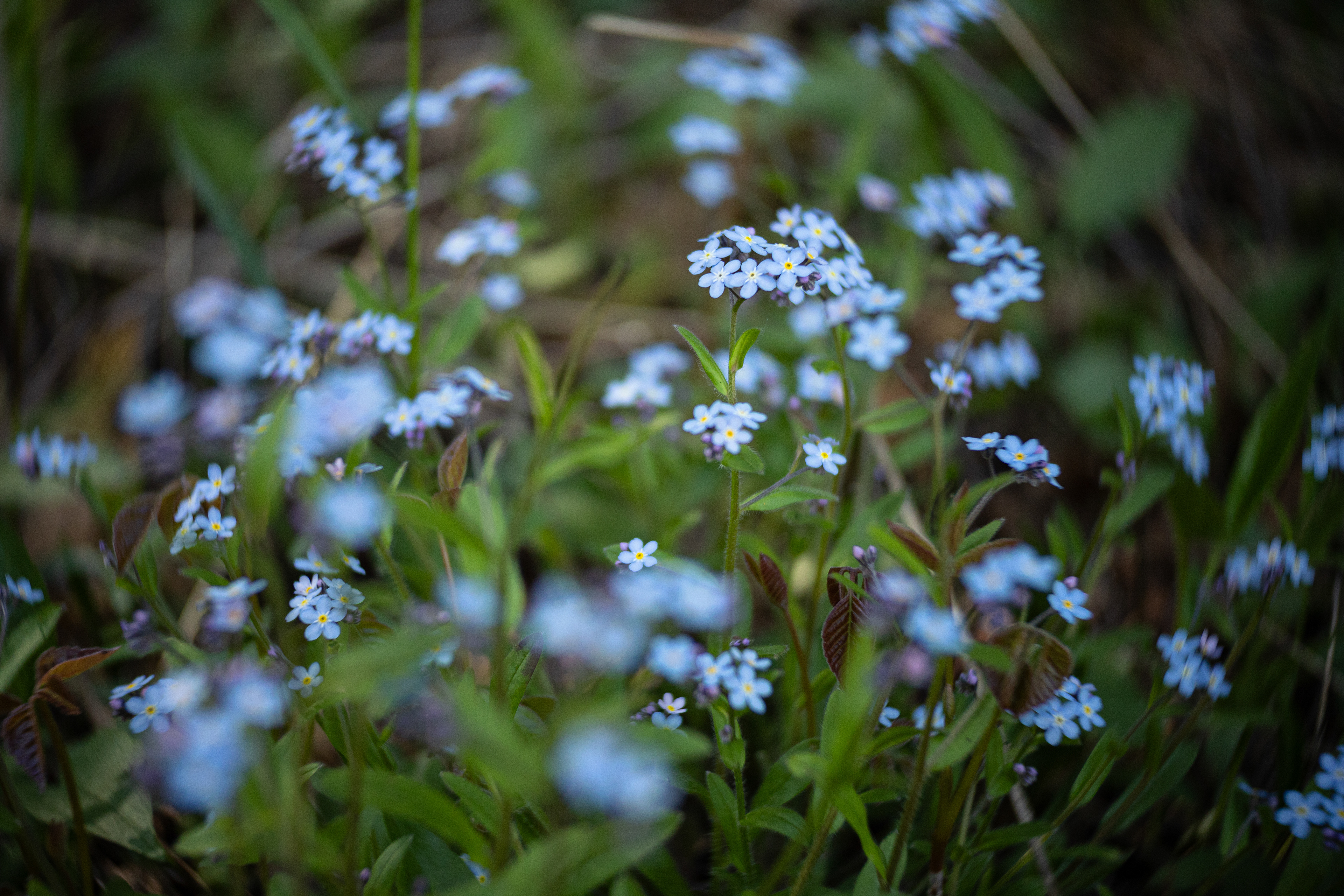 Twisted Forget-me-nots