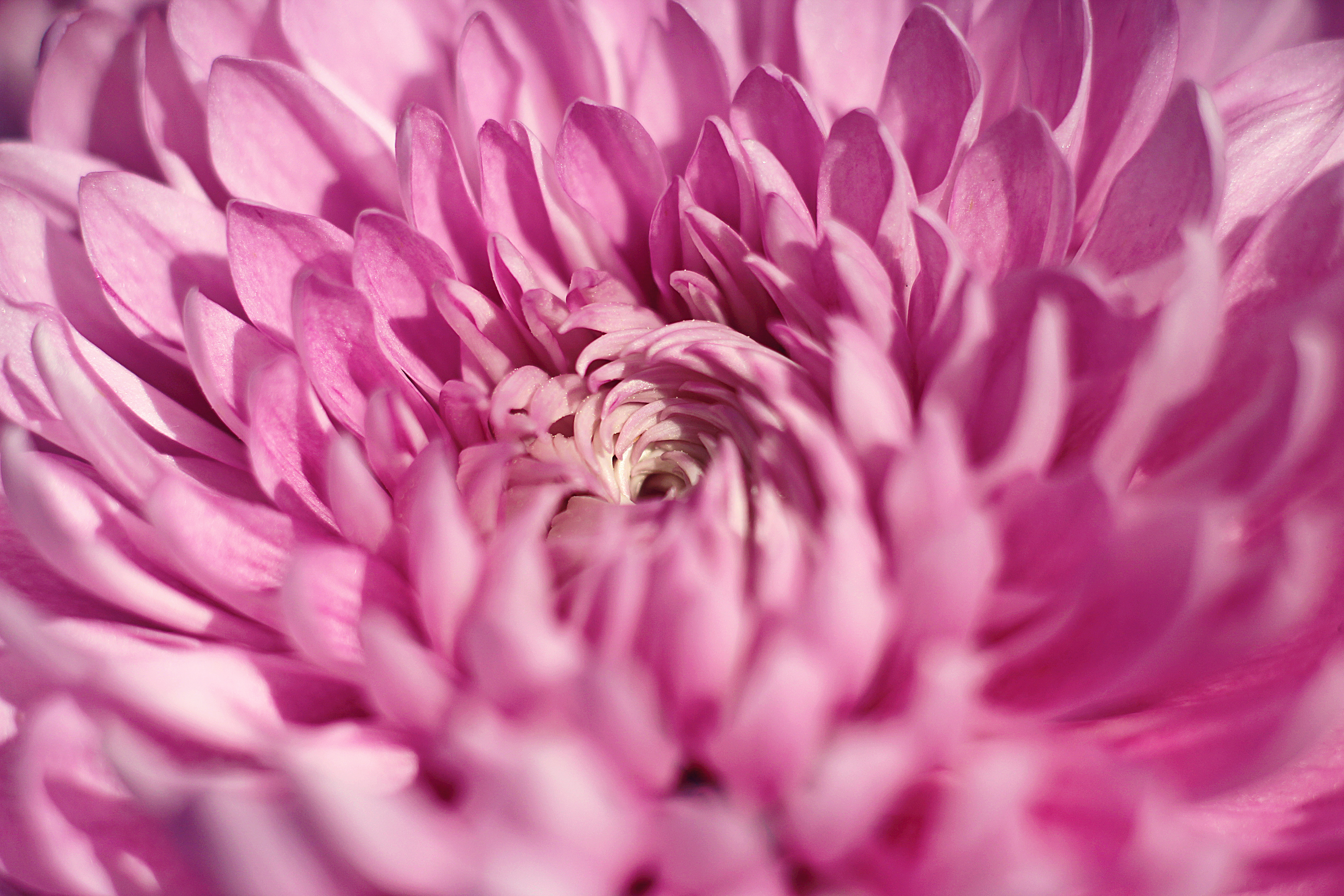Petal Swirl