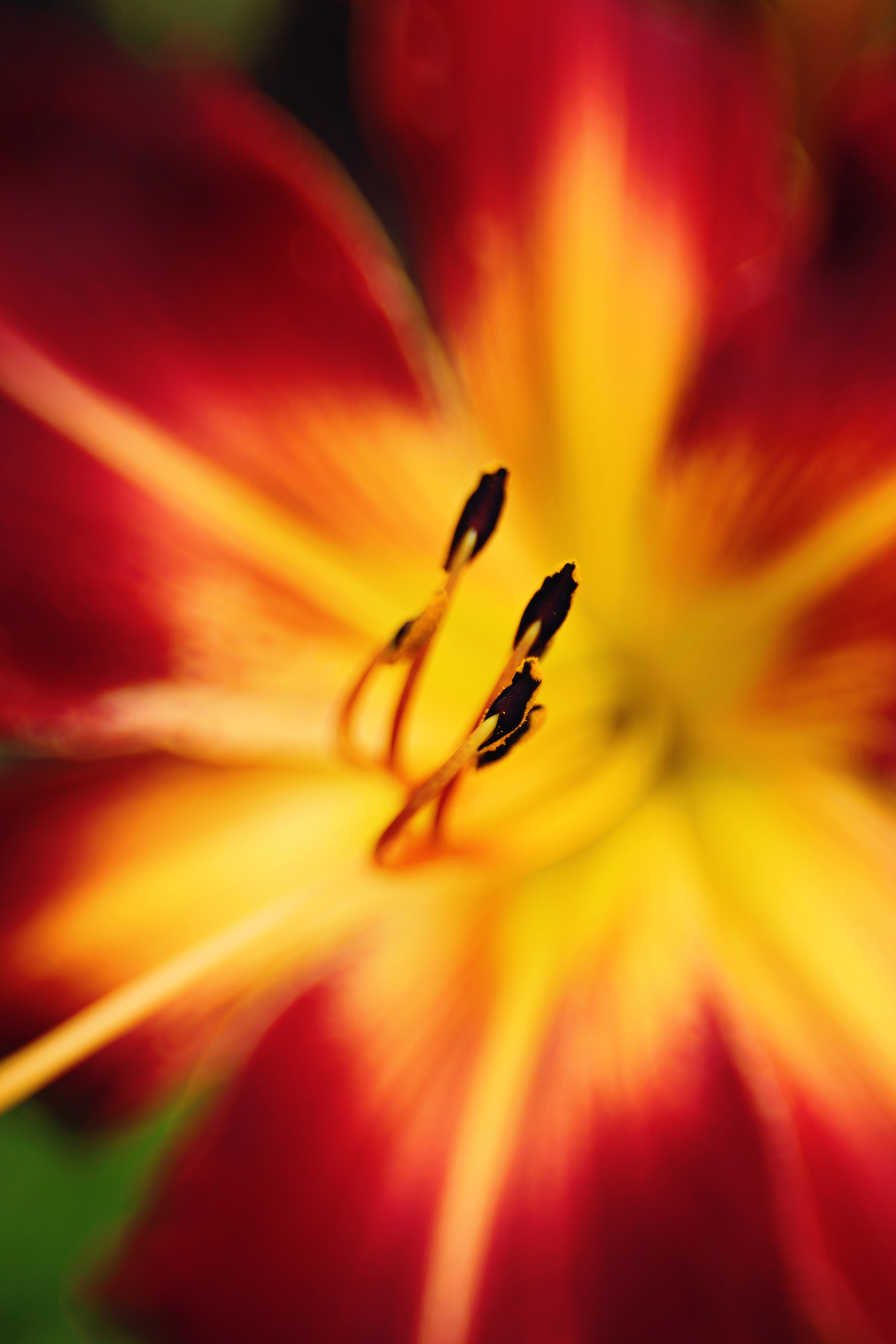 Ruby Spider Daylily