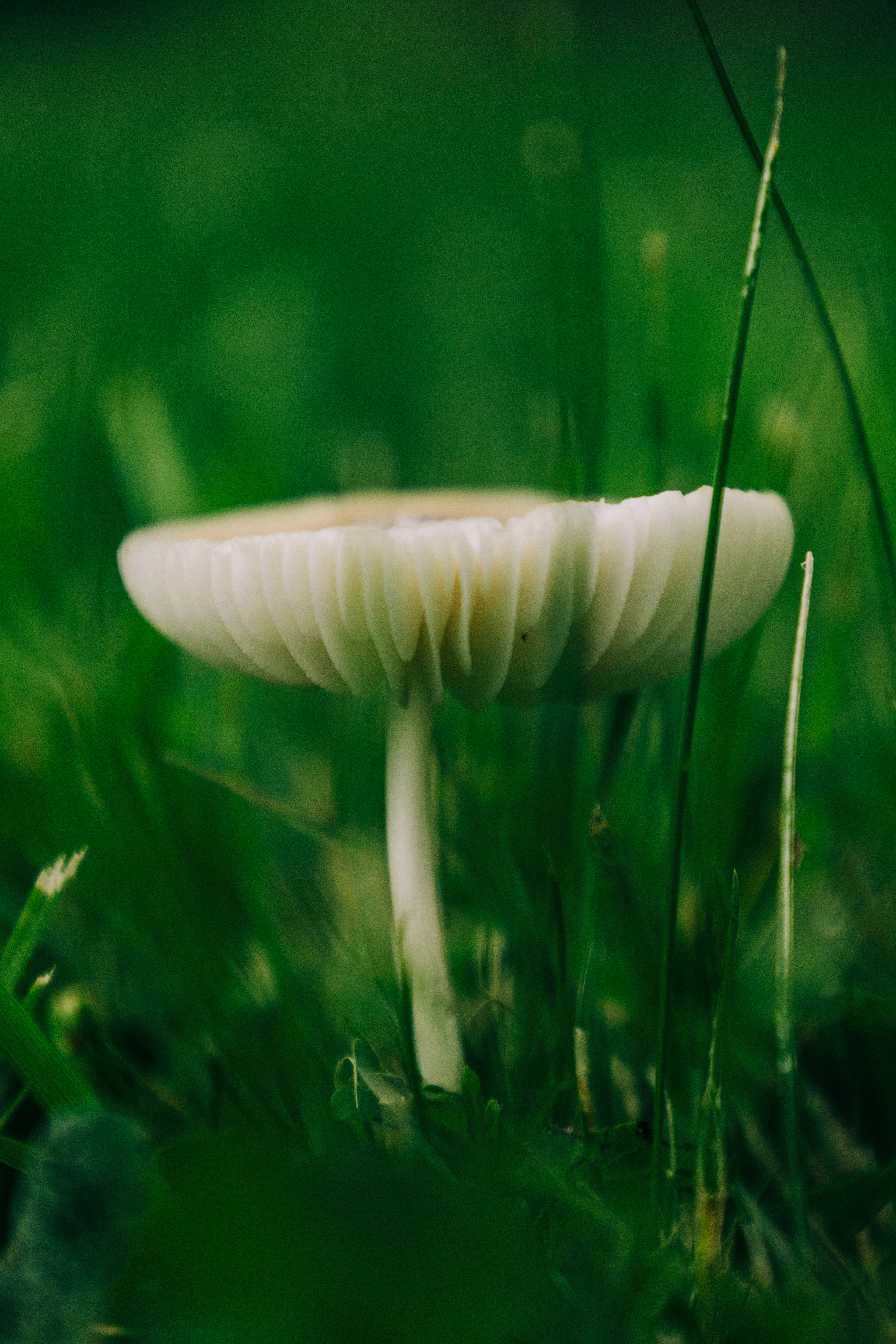 Growing from rot and thriving on death