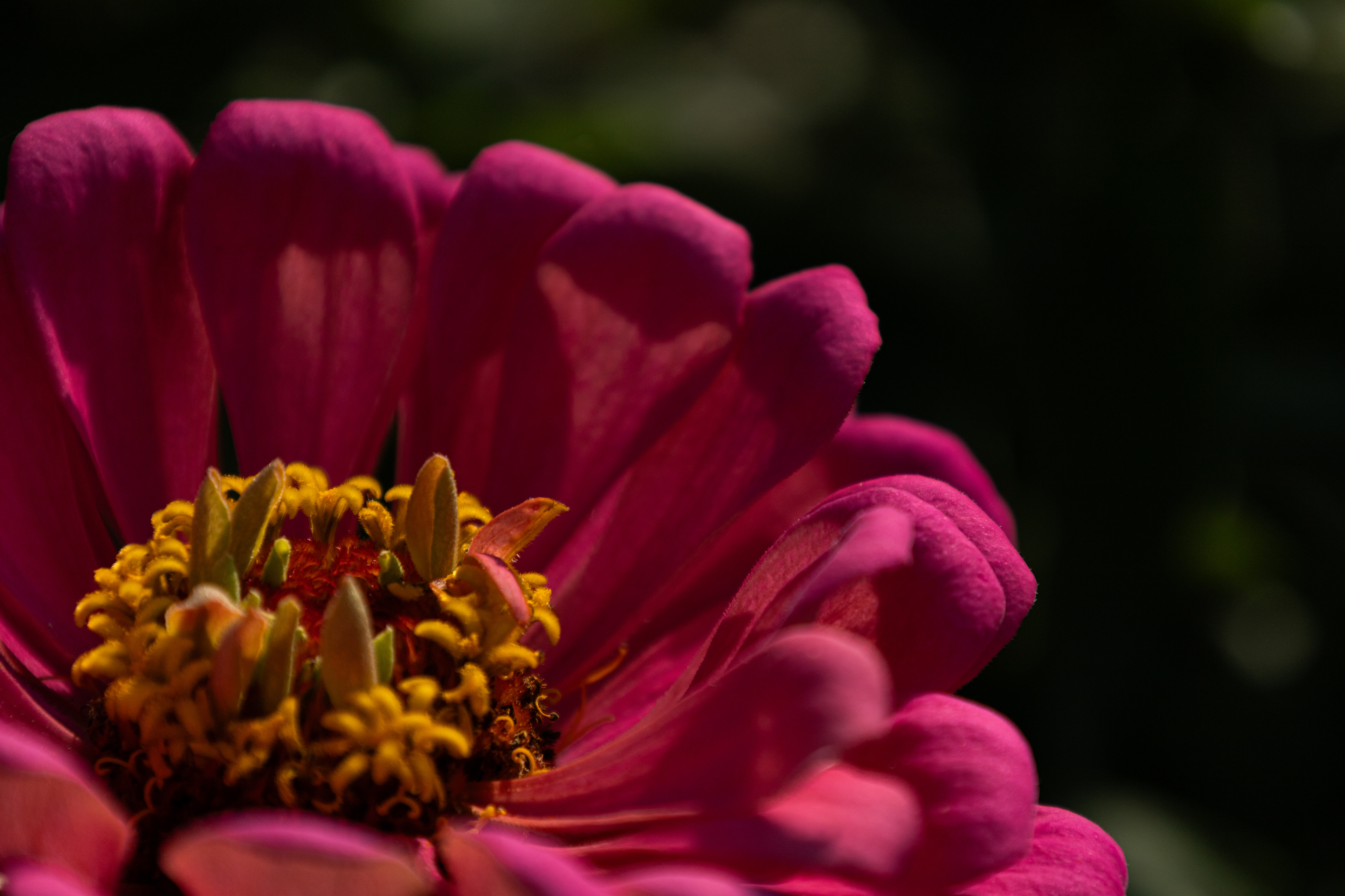 Zinnia