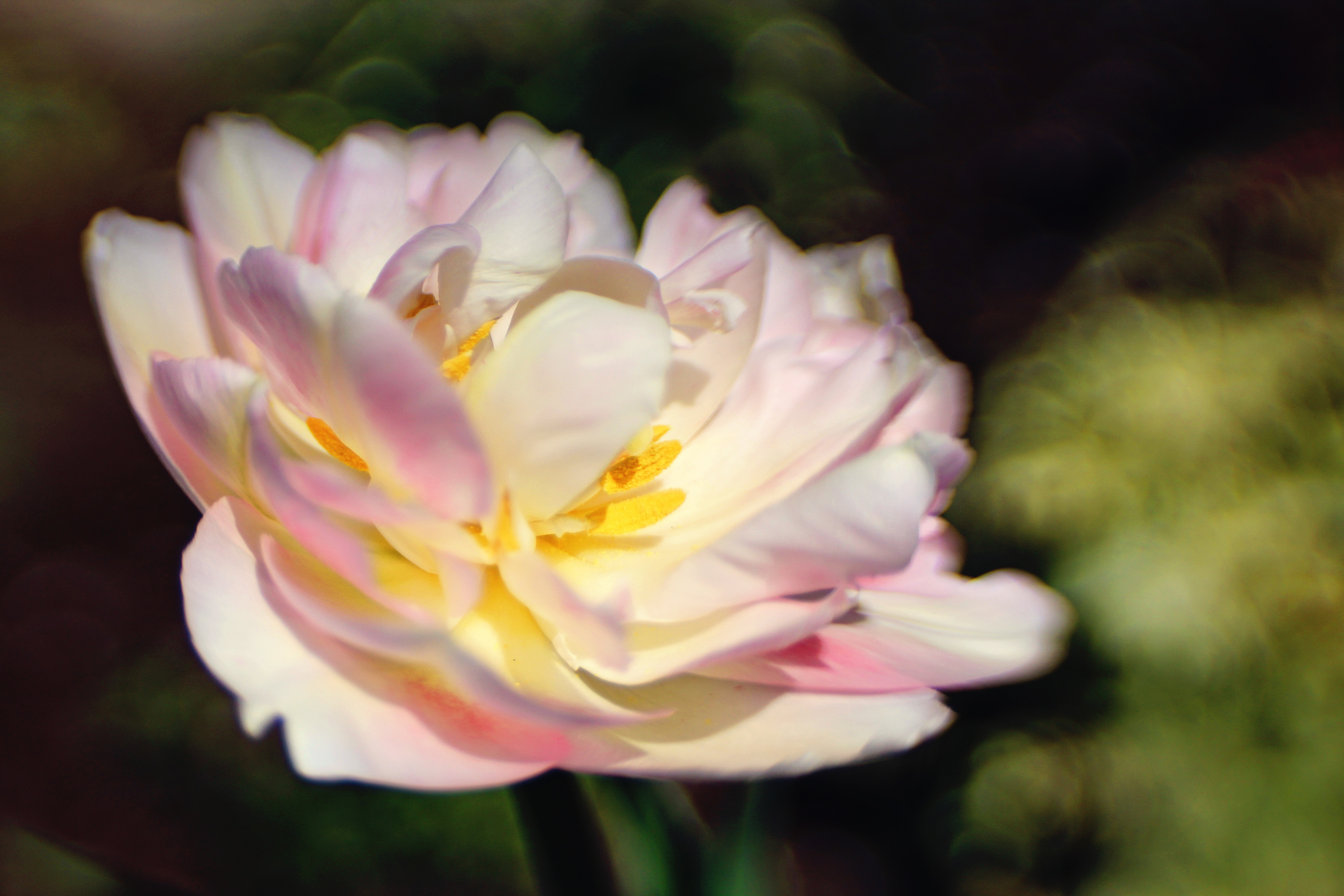 Tulip on Full Display